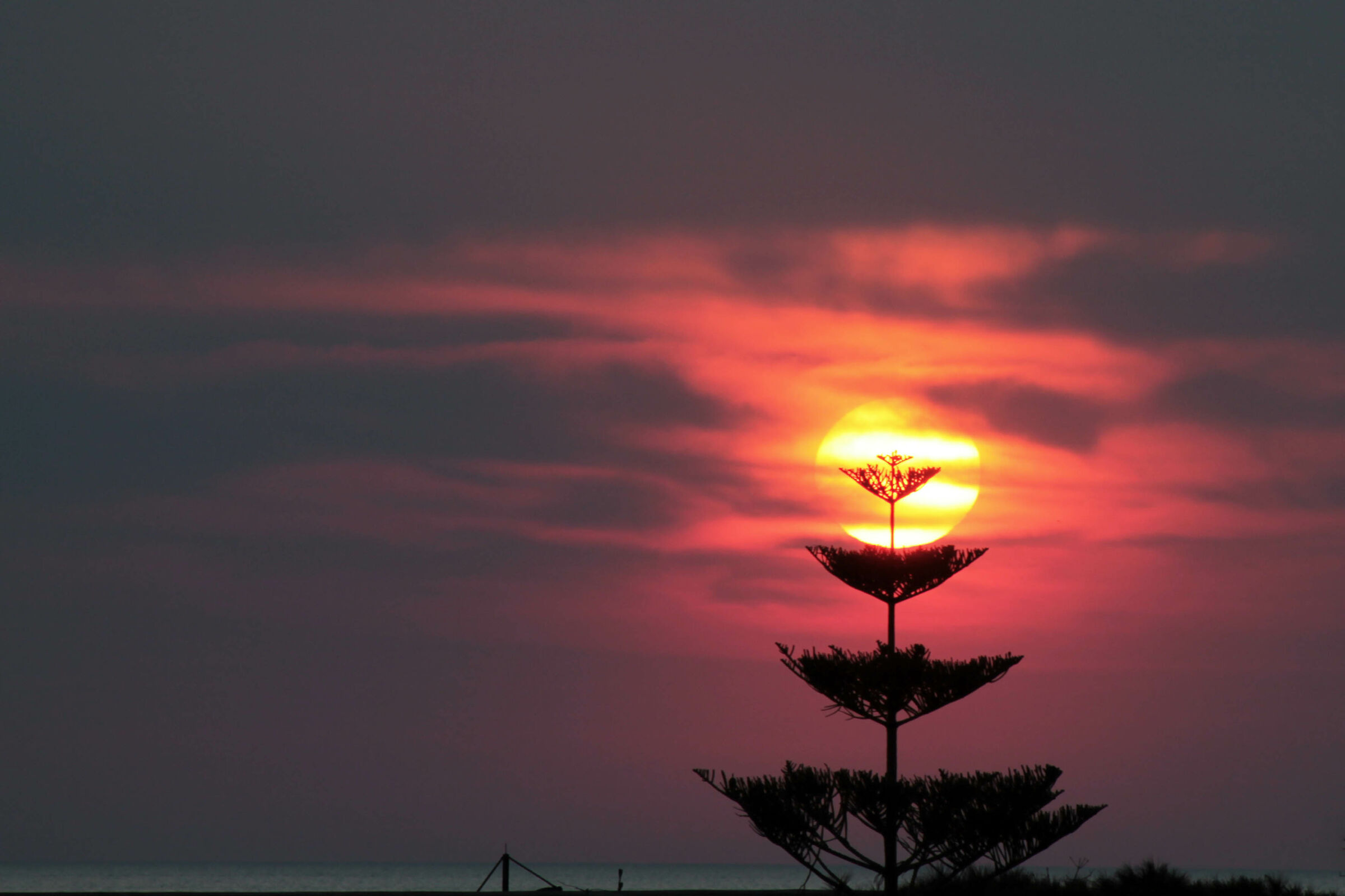 Il tramonto sull'araucaria