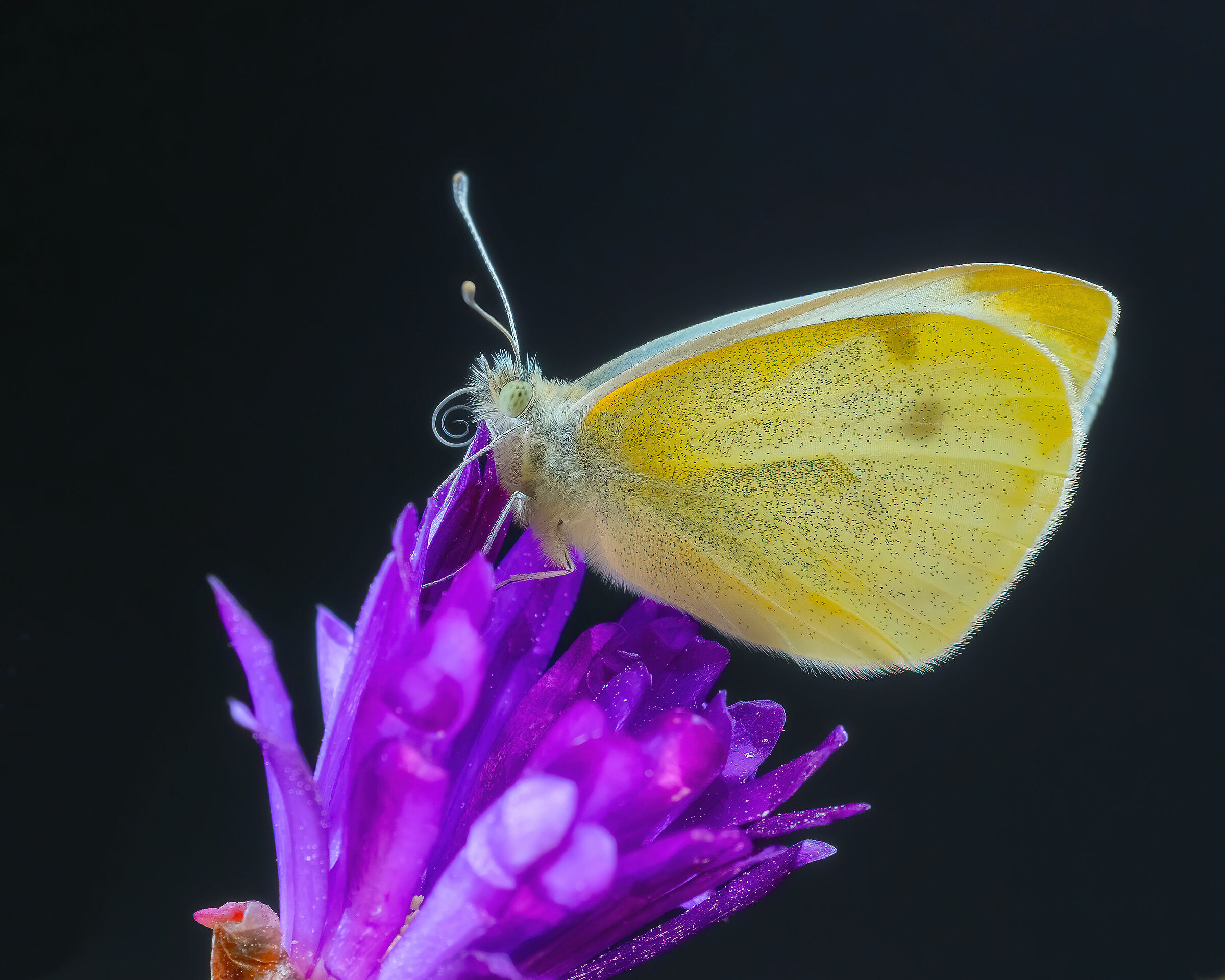 Yellow and celestial butterfly