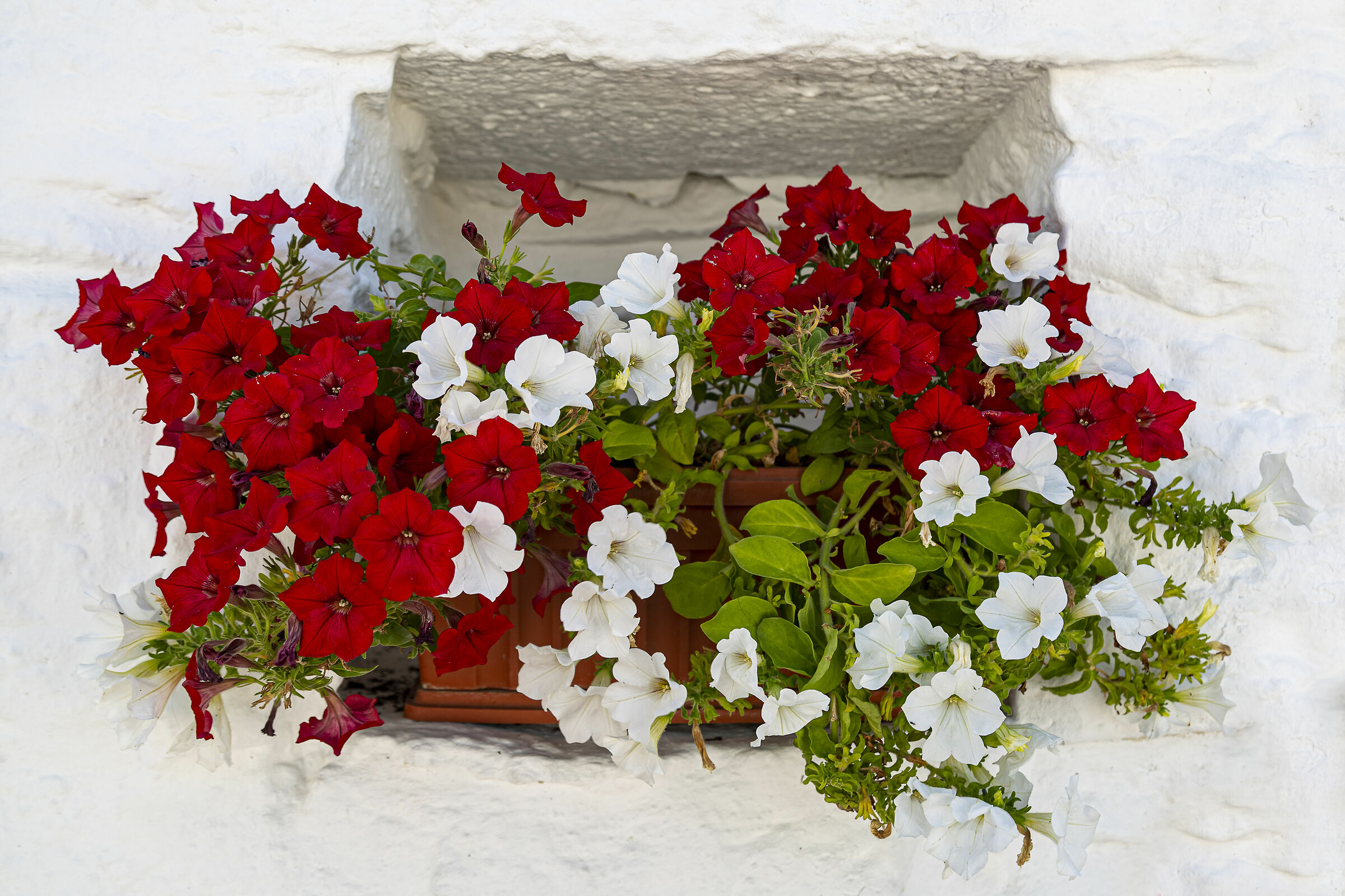 I colori della bandiera