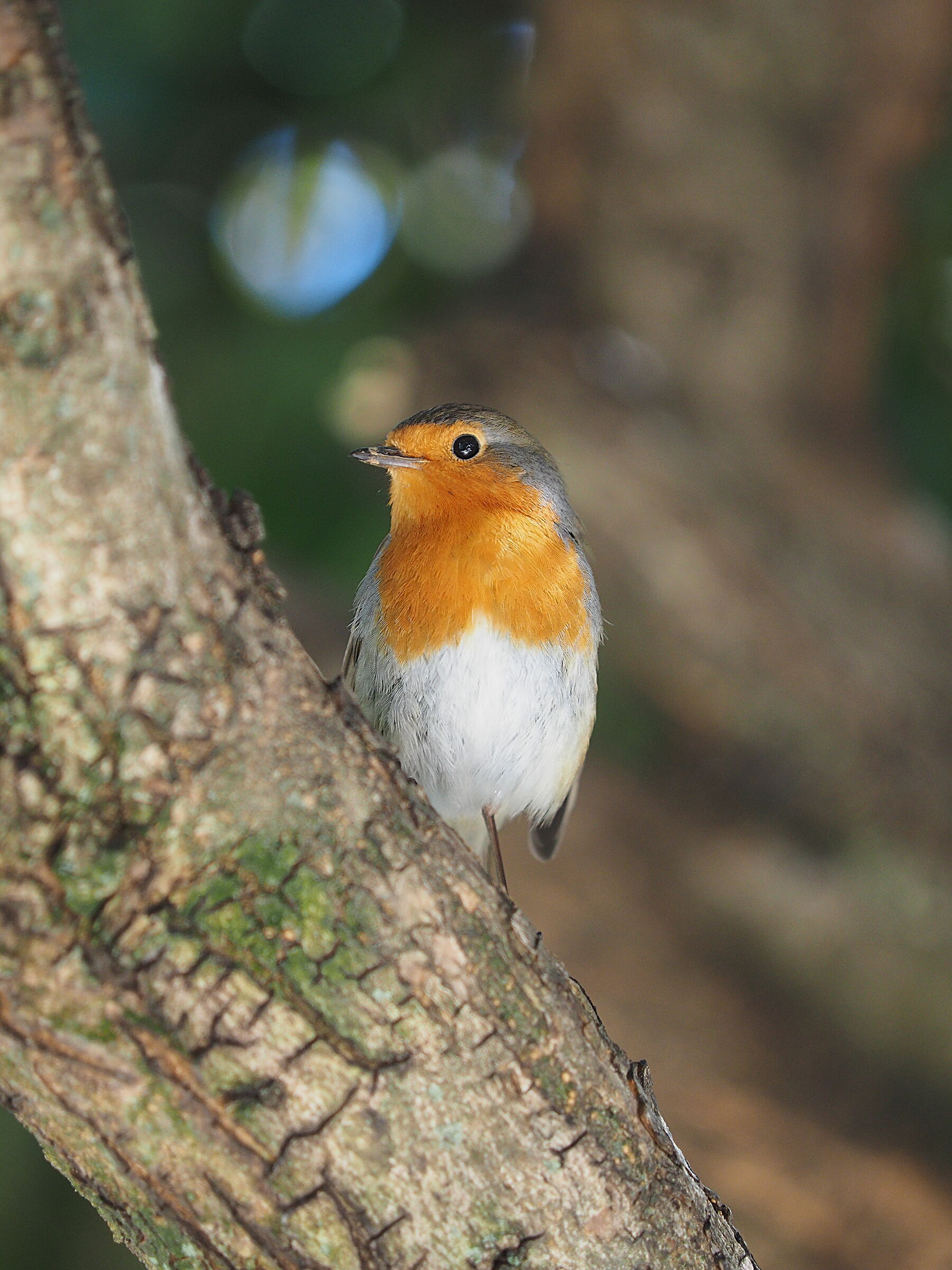 Guest in the garden 2