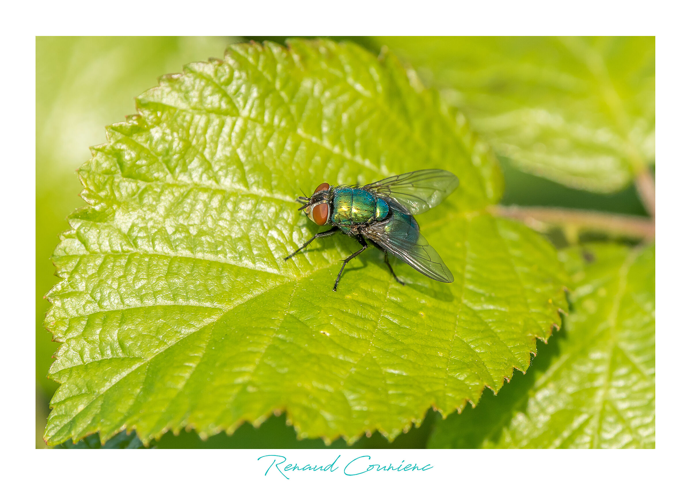Green with blue reflections