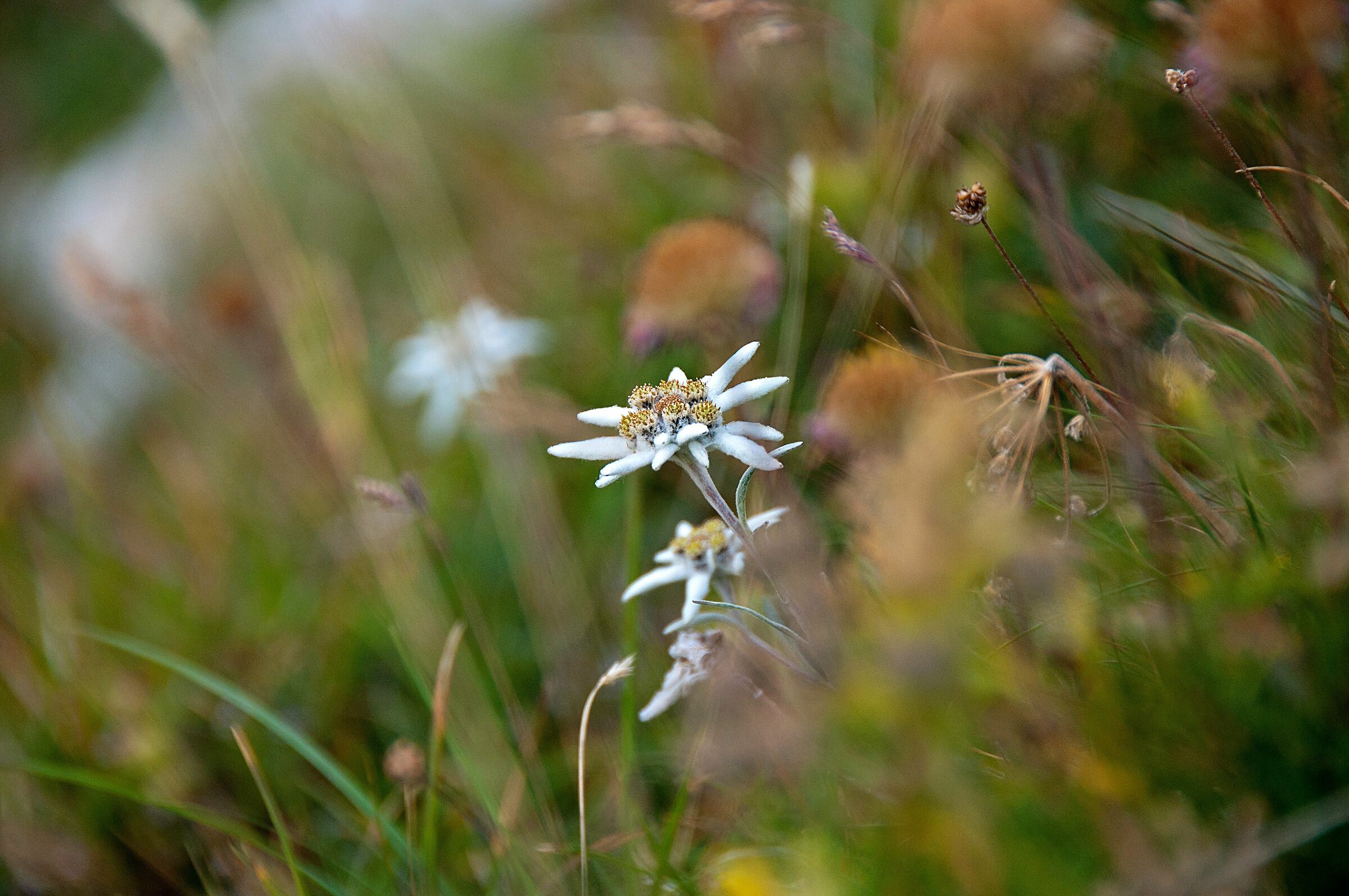 Edelweiss