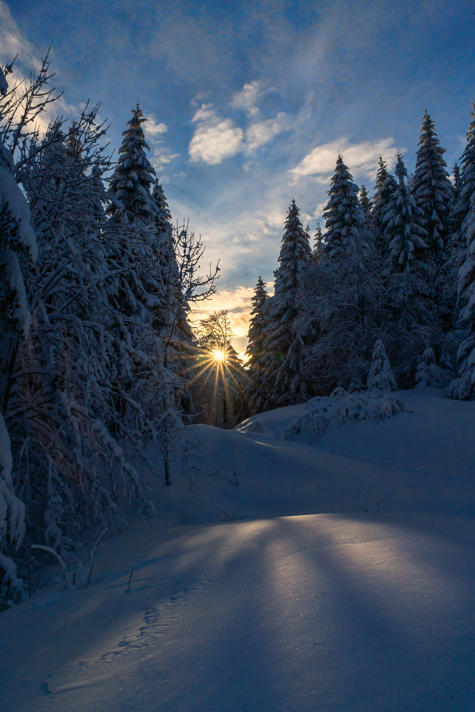 Light between snow and fir trees