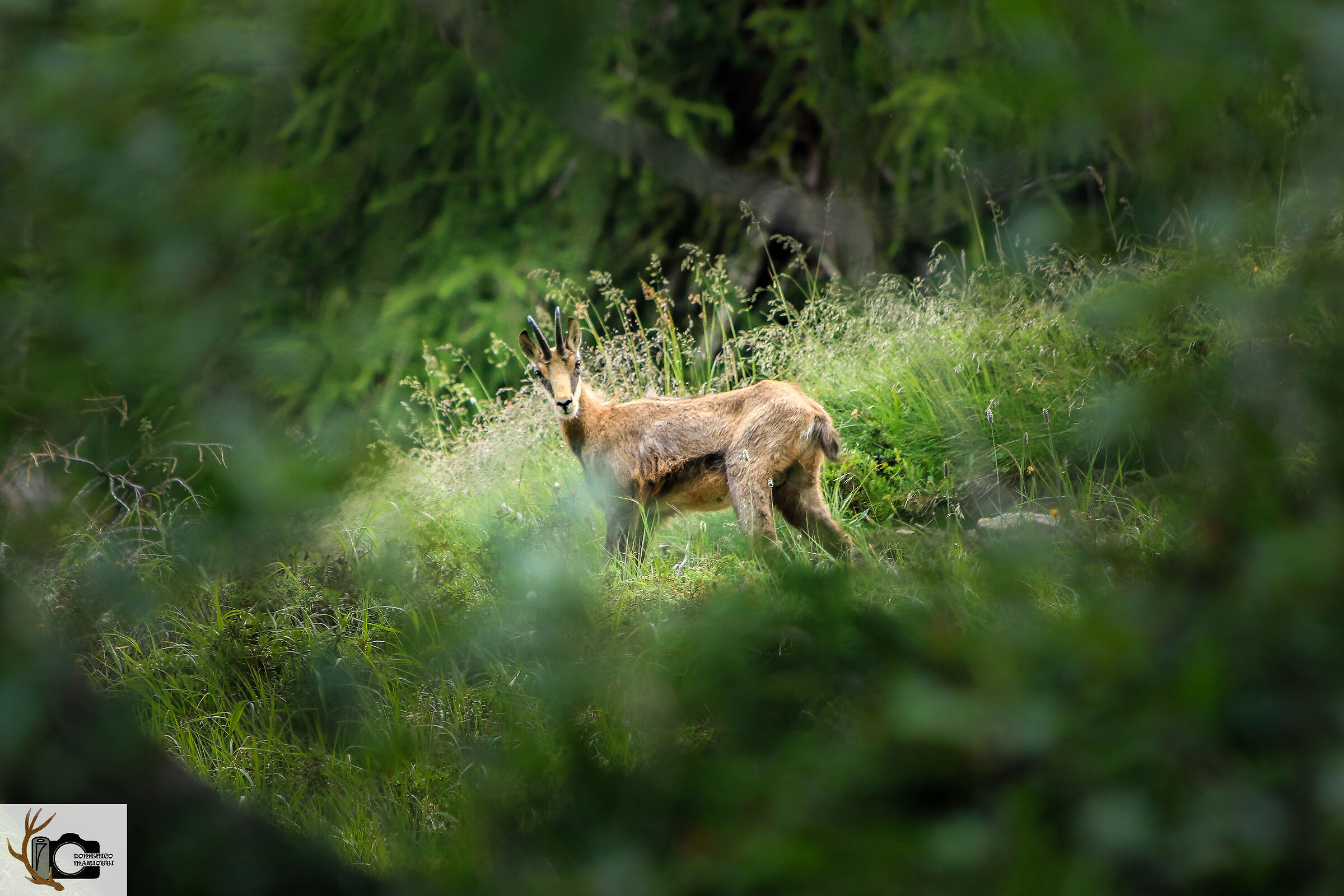 Summer chamois