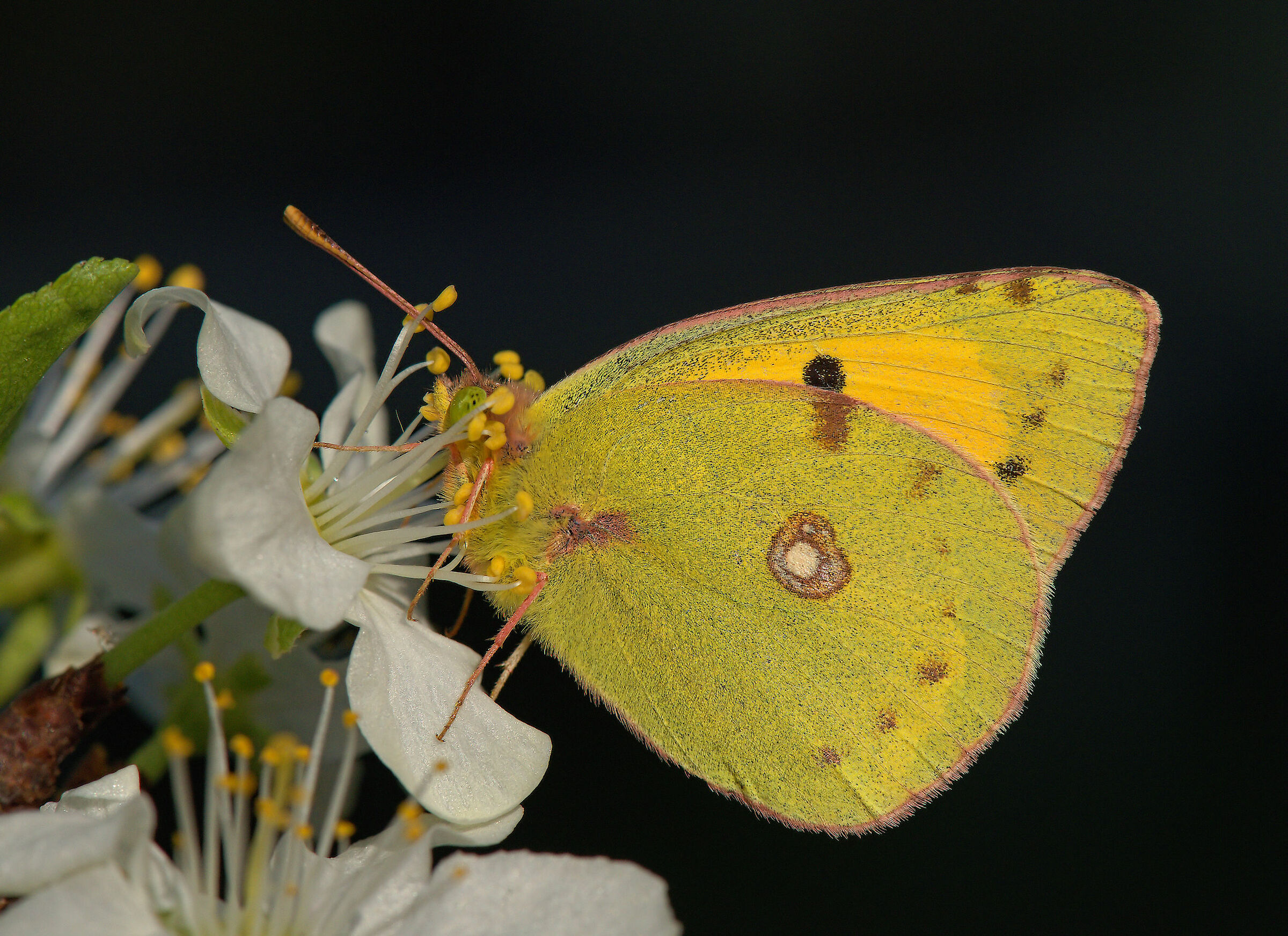 Cross Colias
