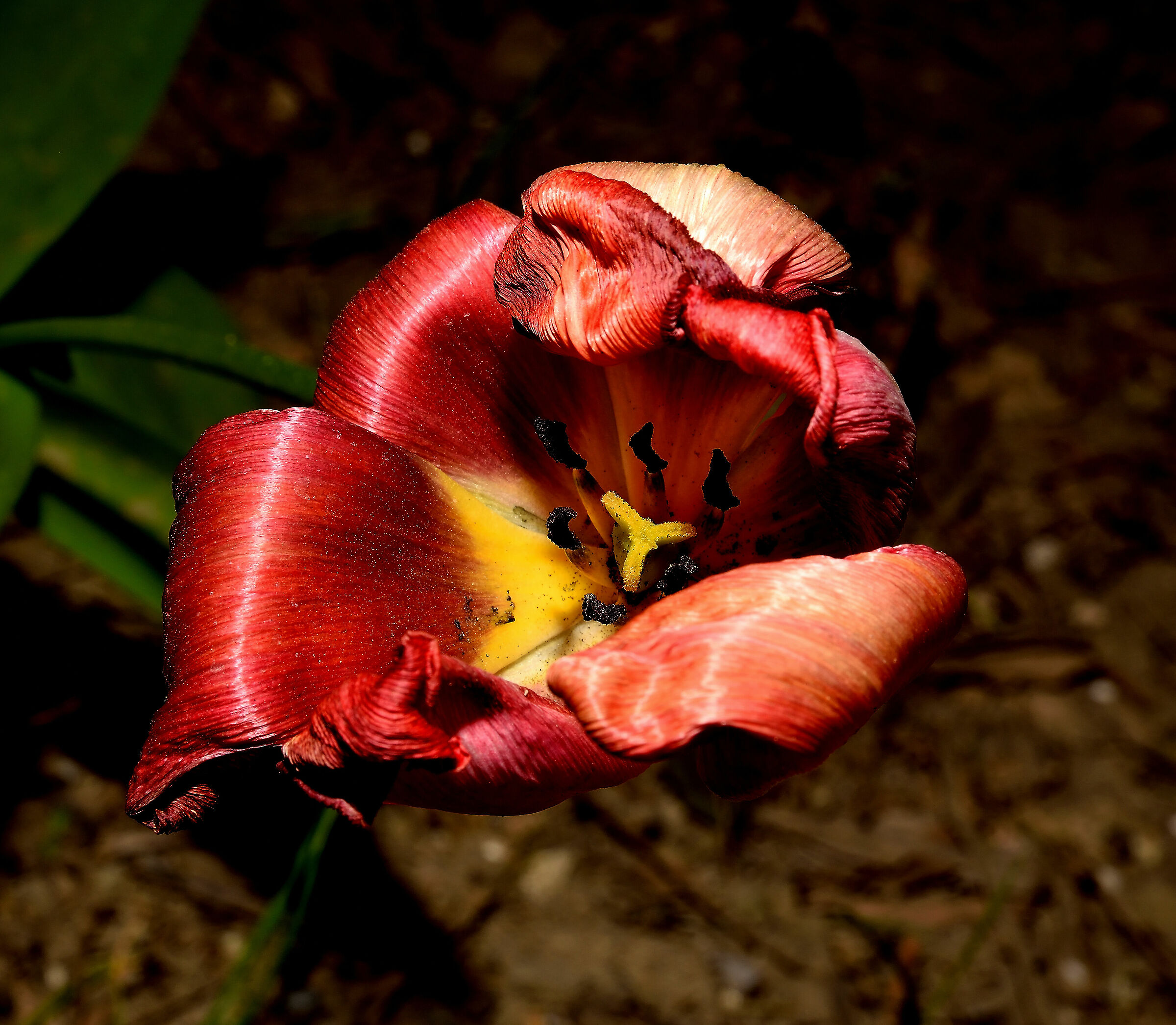 Tulipano