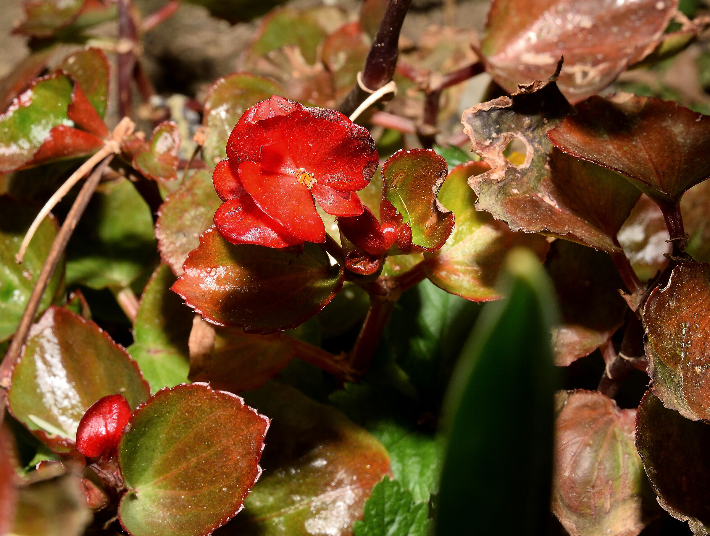 Speriamo si riprenda....