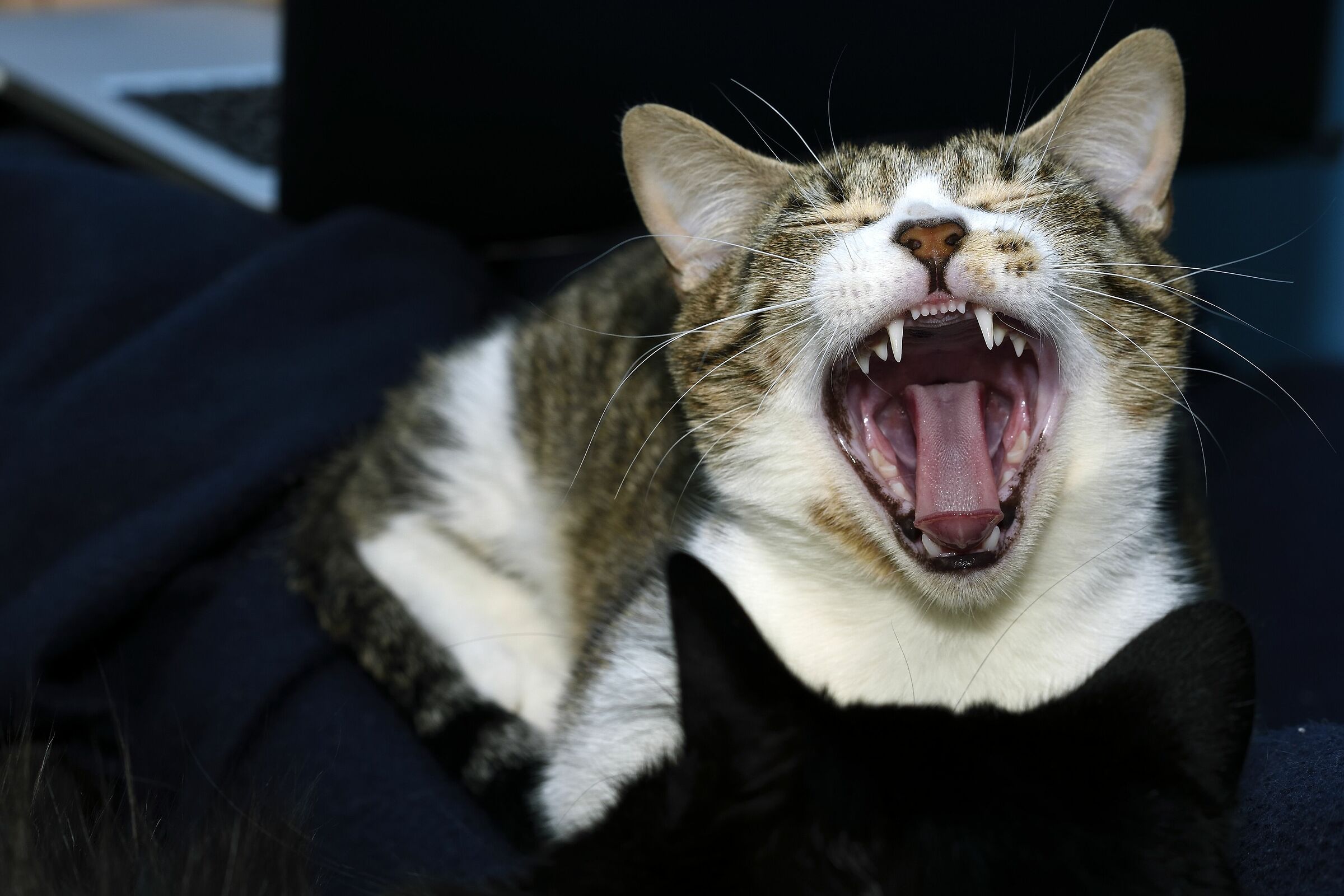 Ruggito o sbadiglio?.