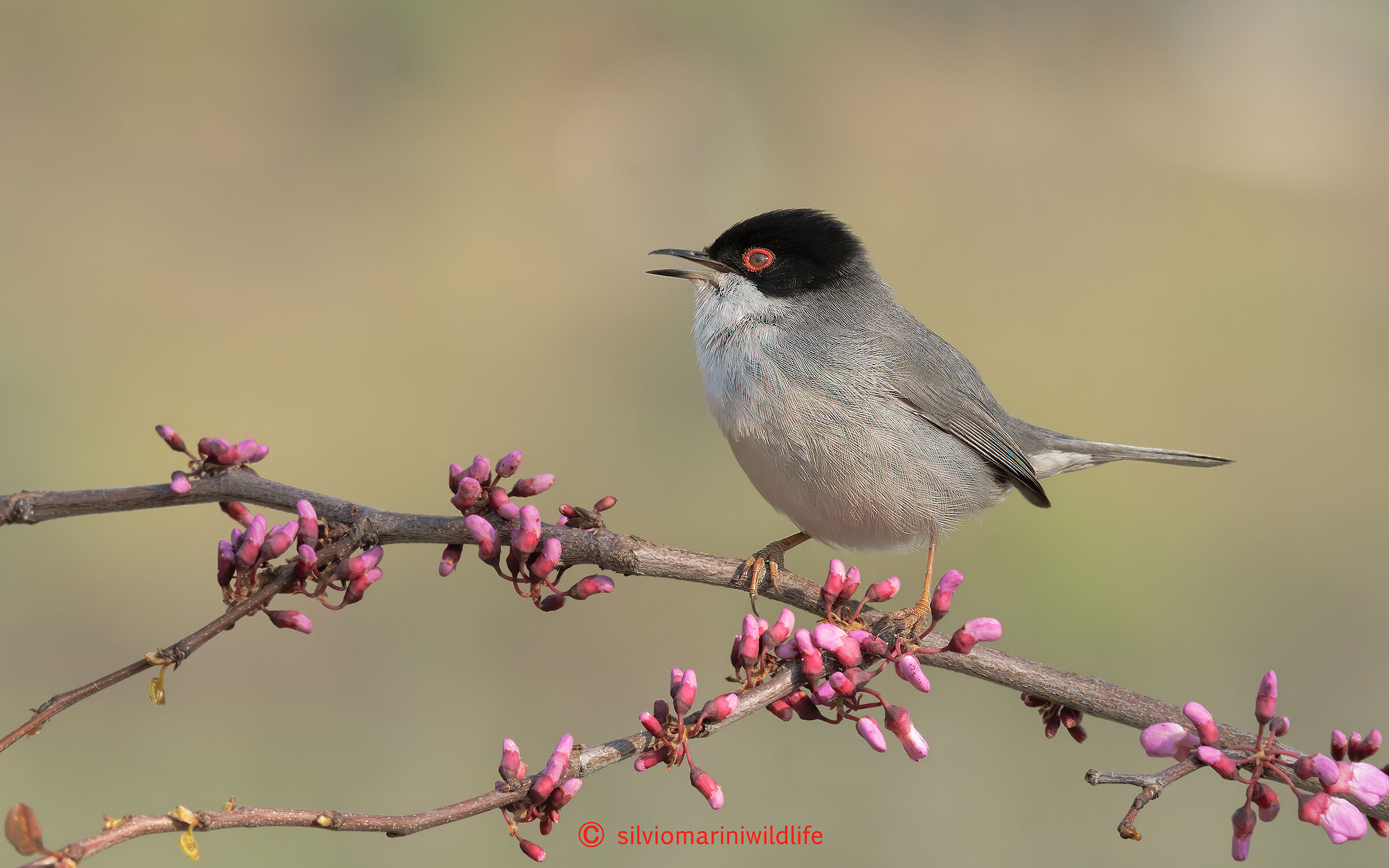 Occhiocotto  (Sylvia melanocephala)