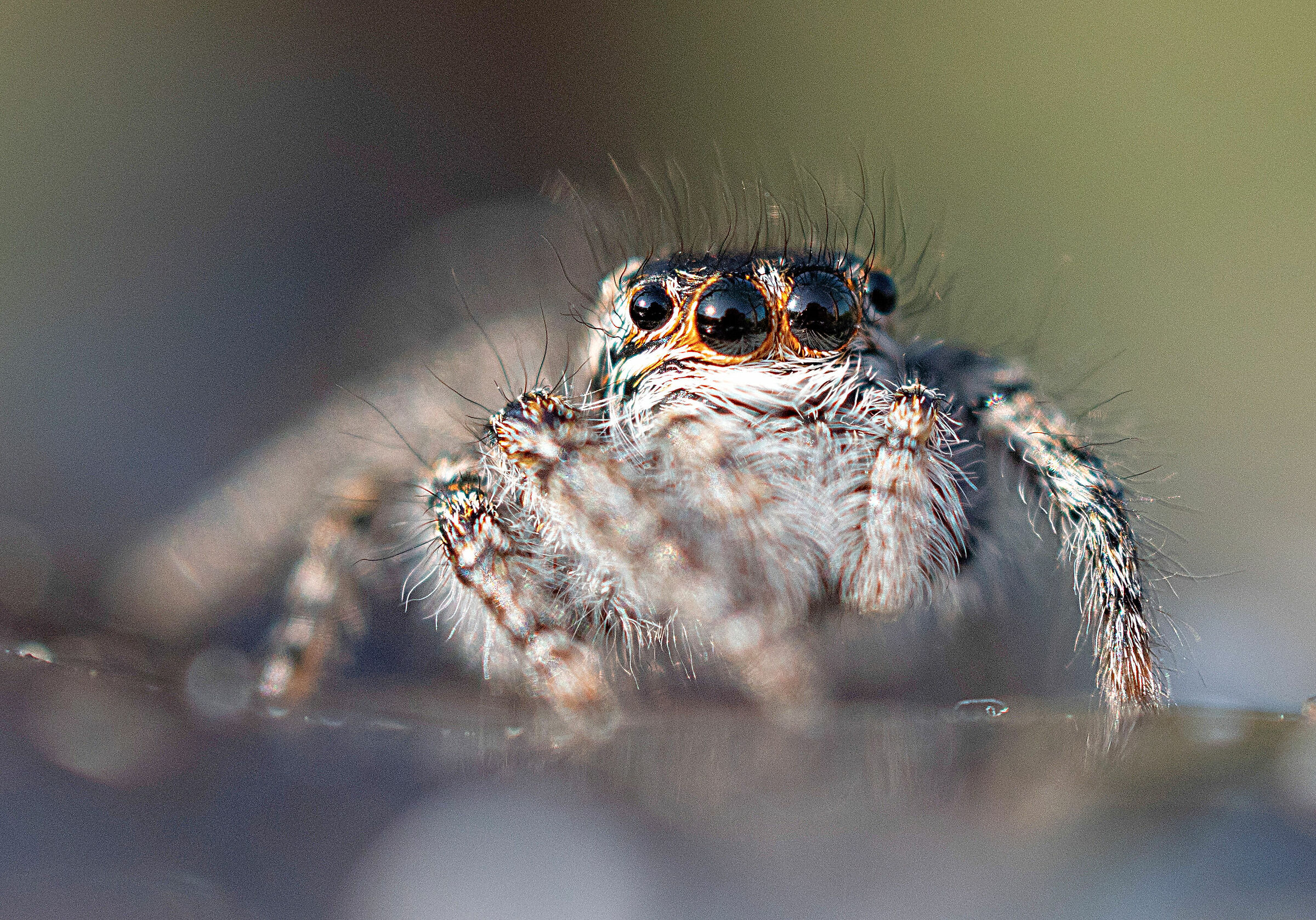 Philaeus chrysops esemplare femmina