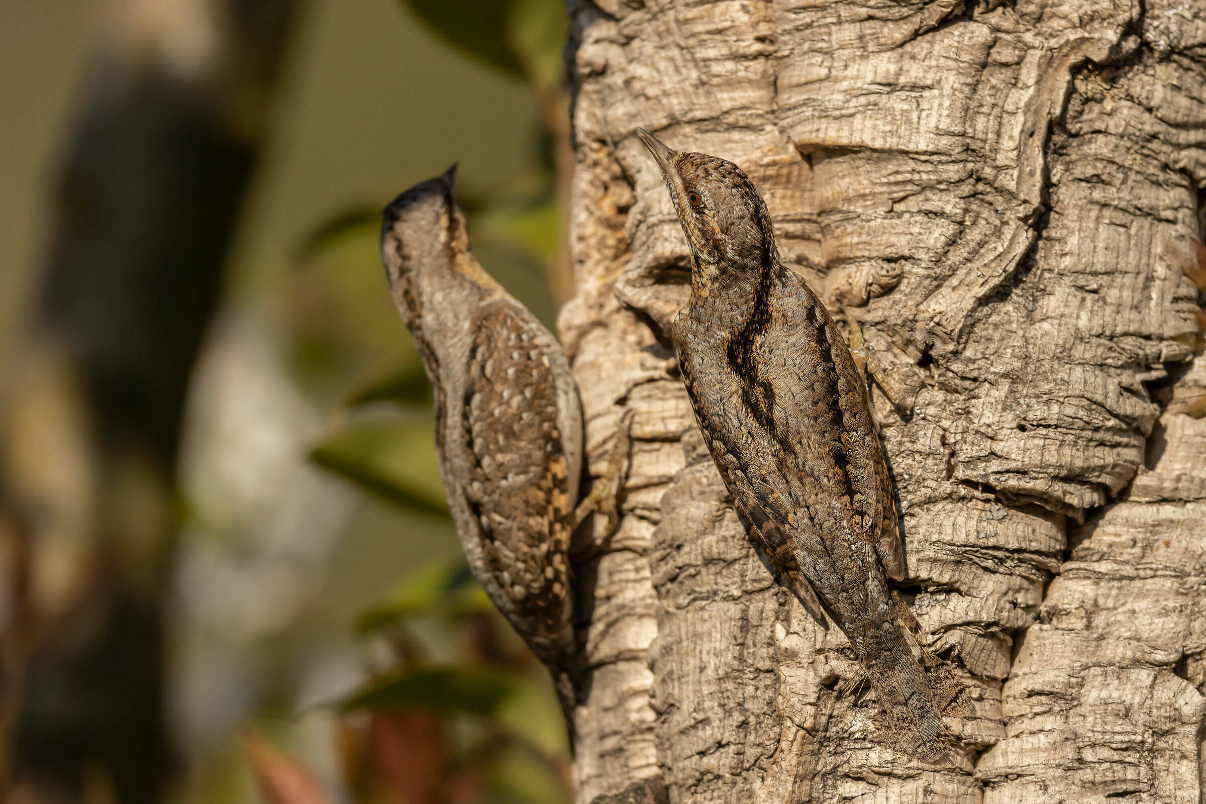 Coppia di torcicolli