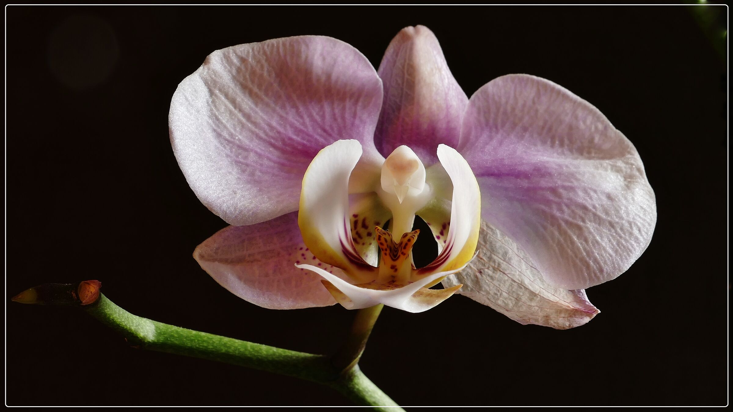 Orchidea