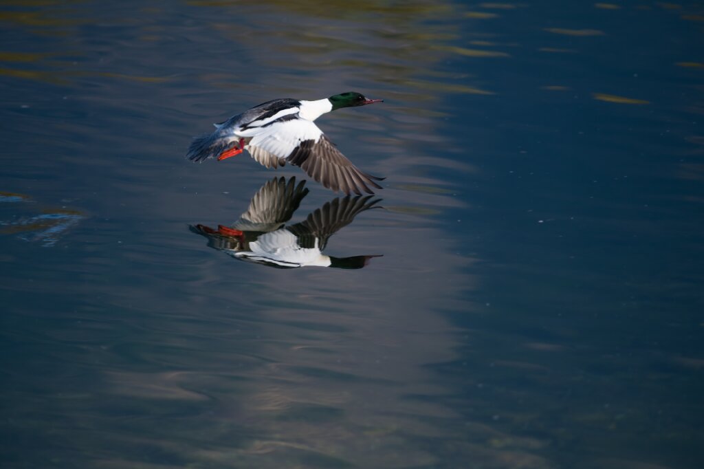 Smergo in volo al trsmonto