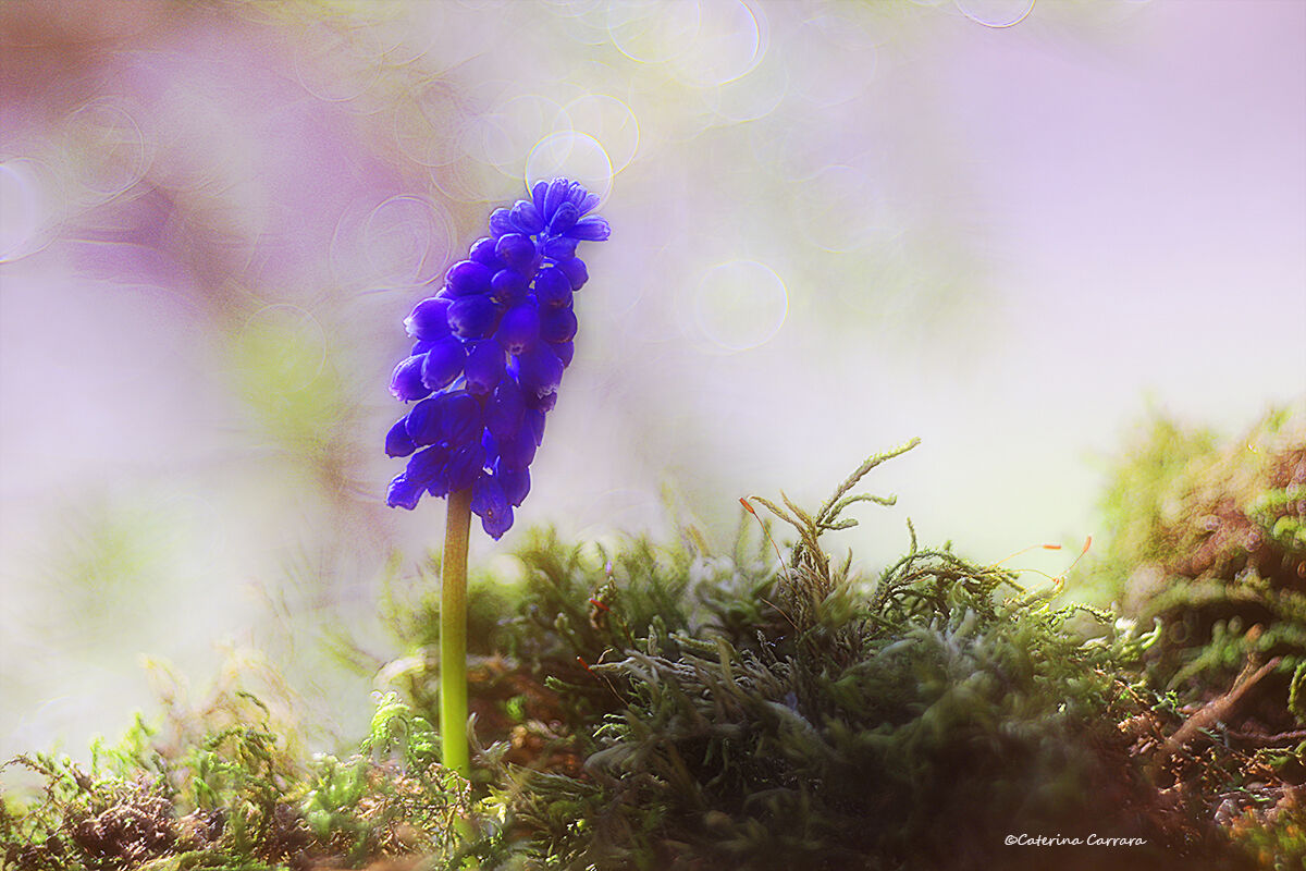 Muscari e trioplan