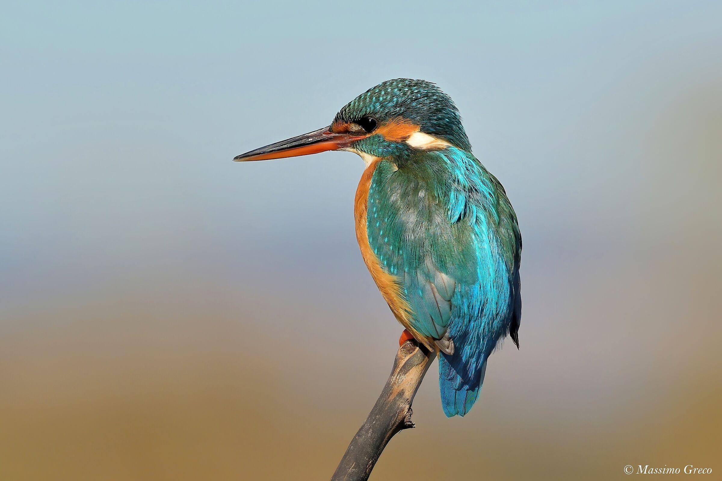 Kingfisher