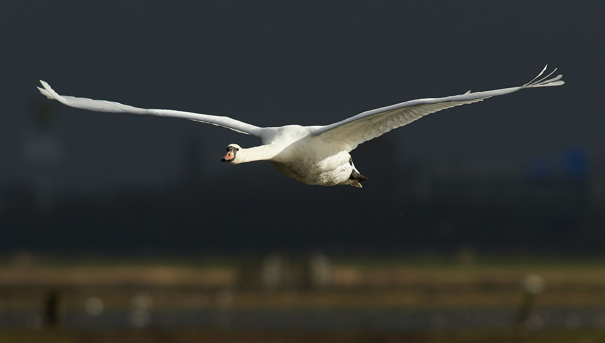 Mute Swan