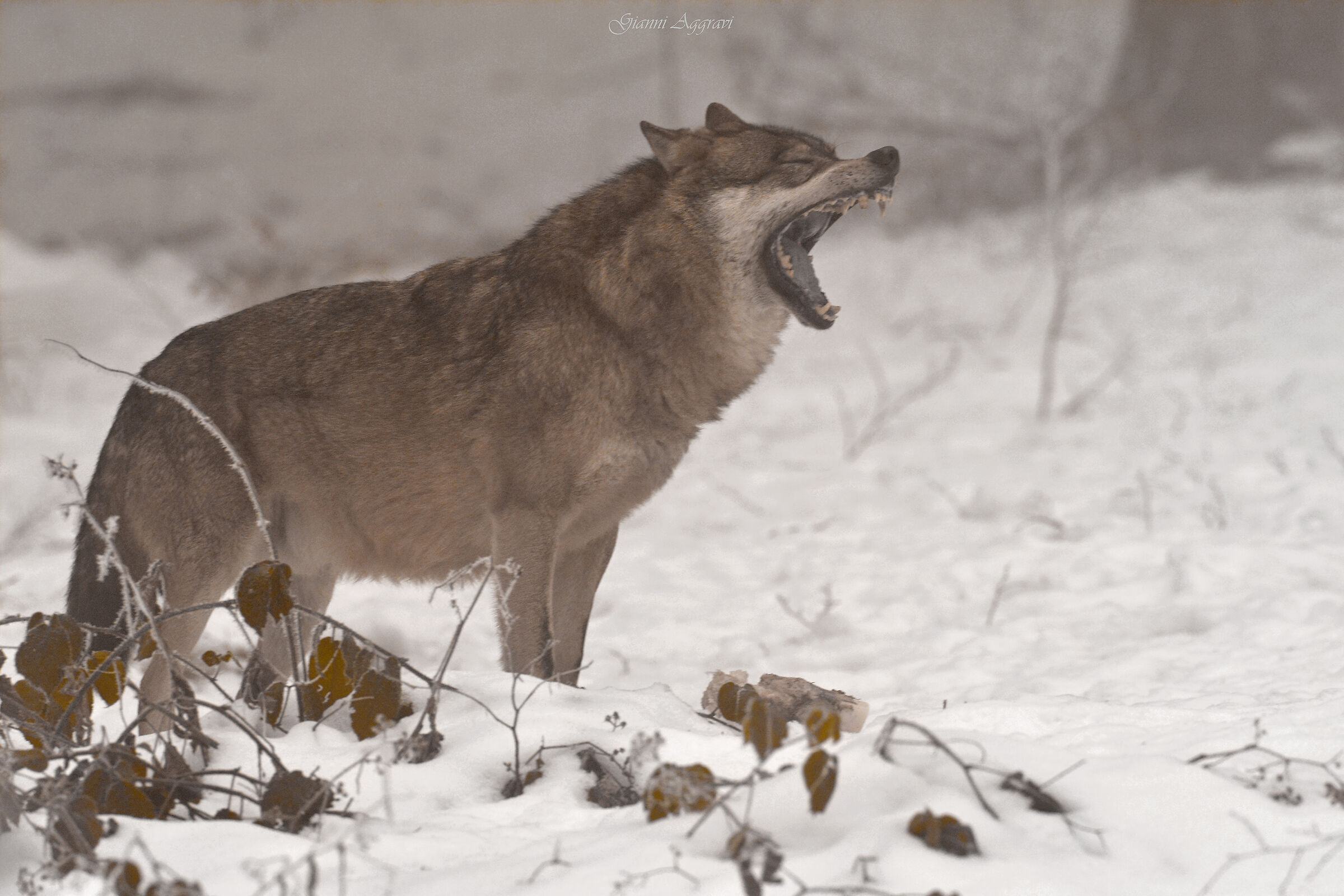 ... and then out of the fog comes out he Wolf (Canis Lupus) ...