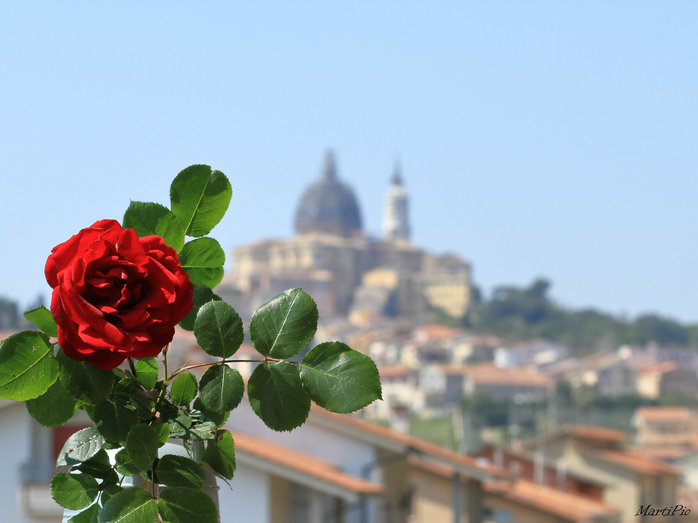 Rose on Loreto
