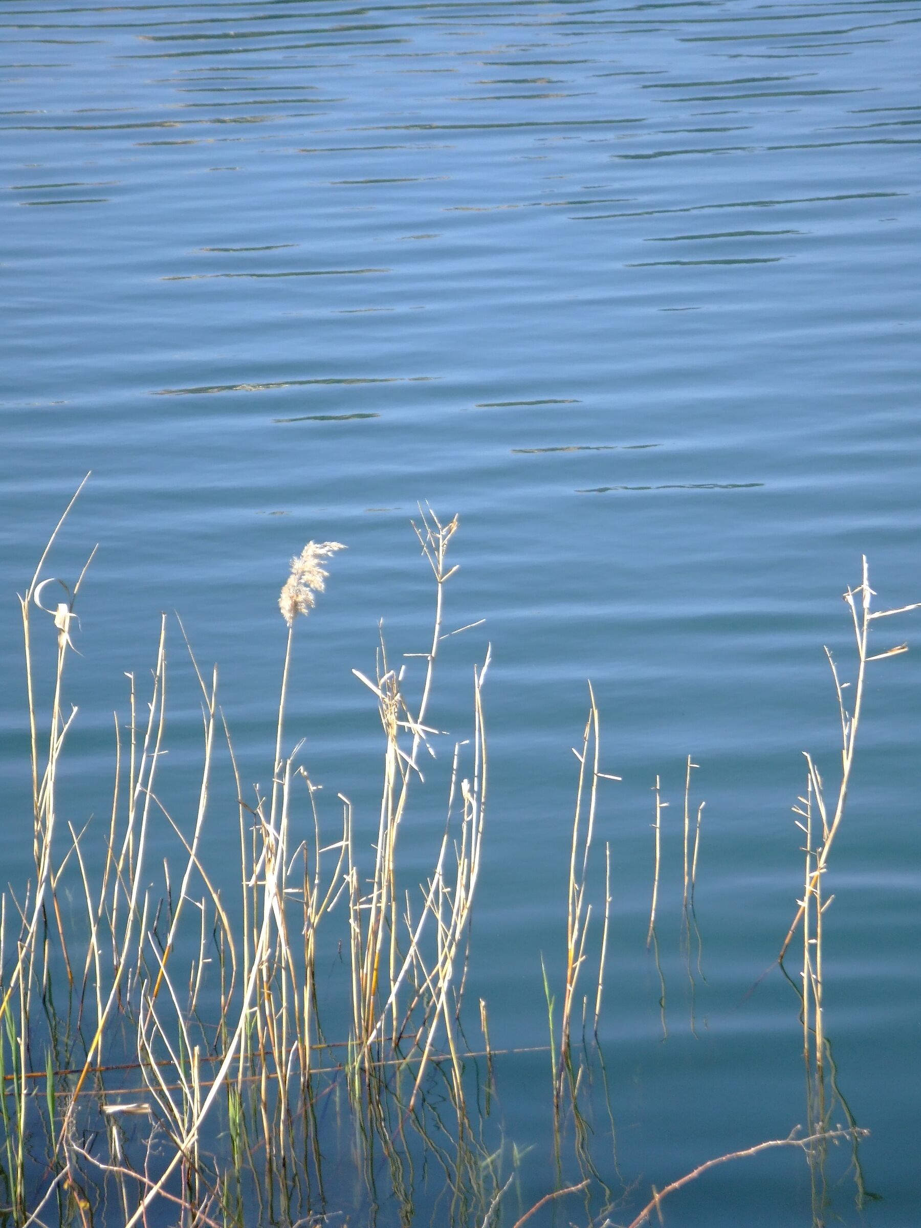 Quiete lacustre al lago di Nemi
