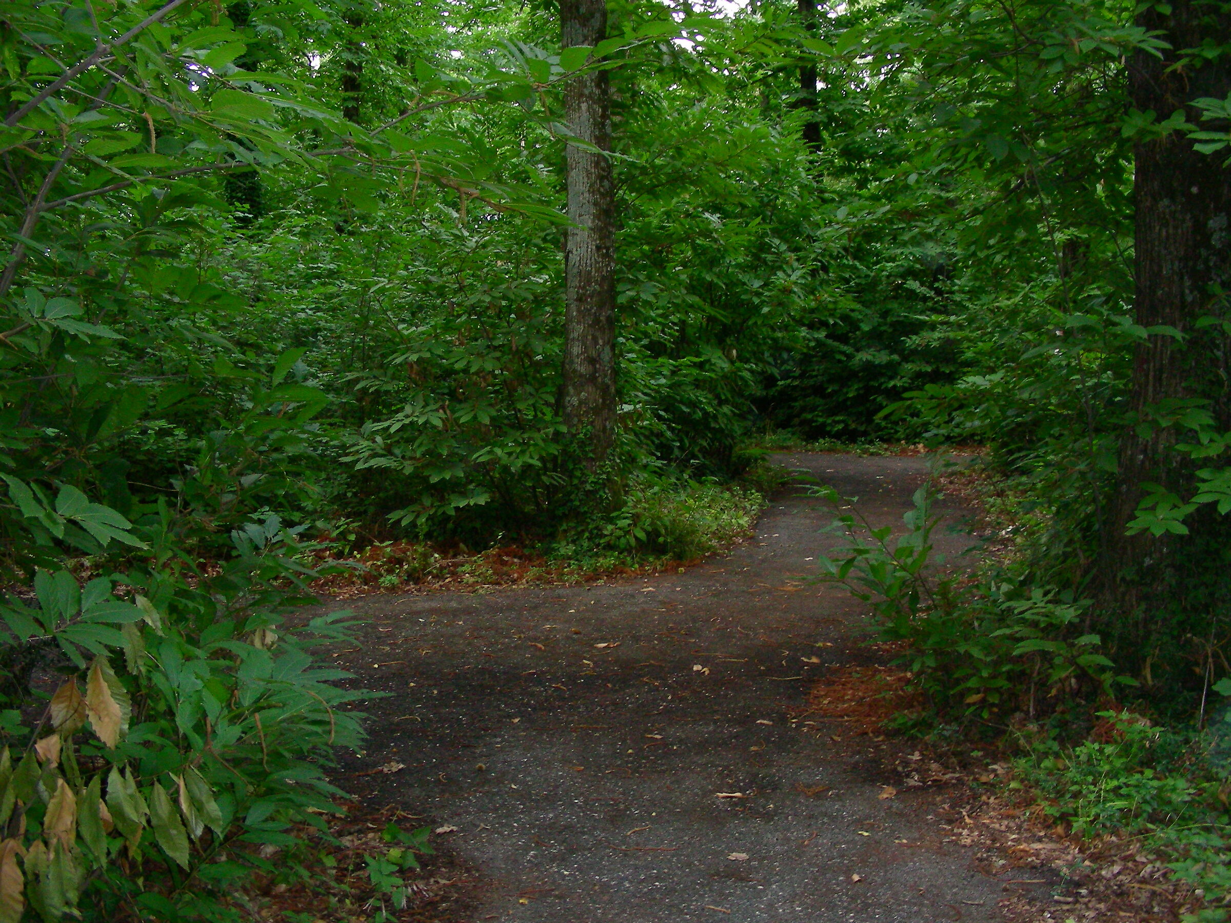 The Road in the Woods - Ariccia