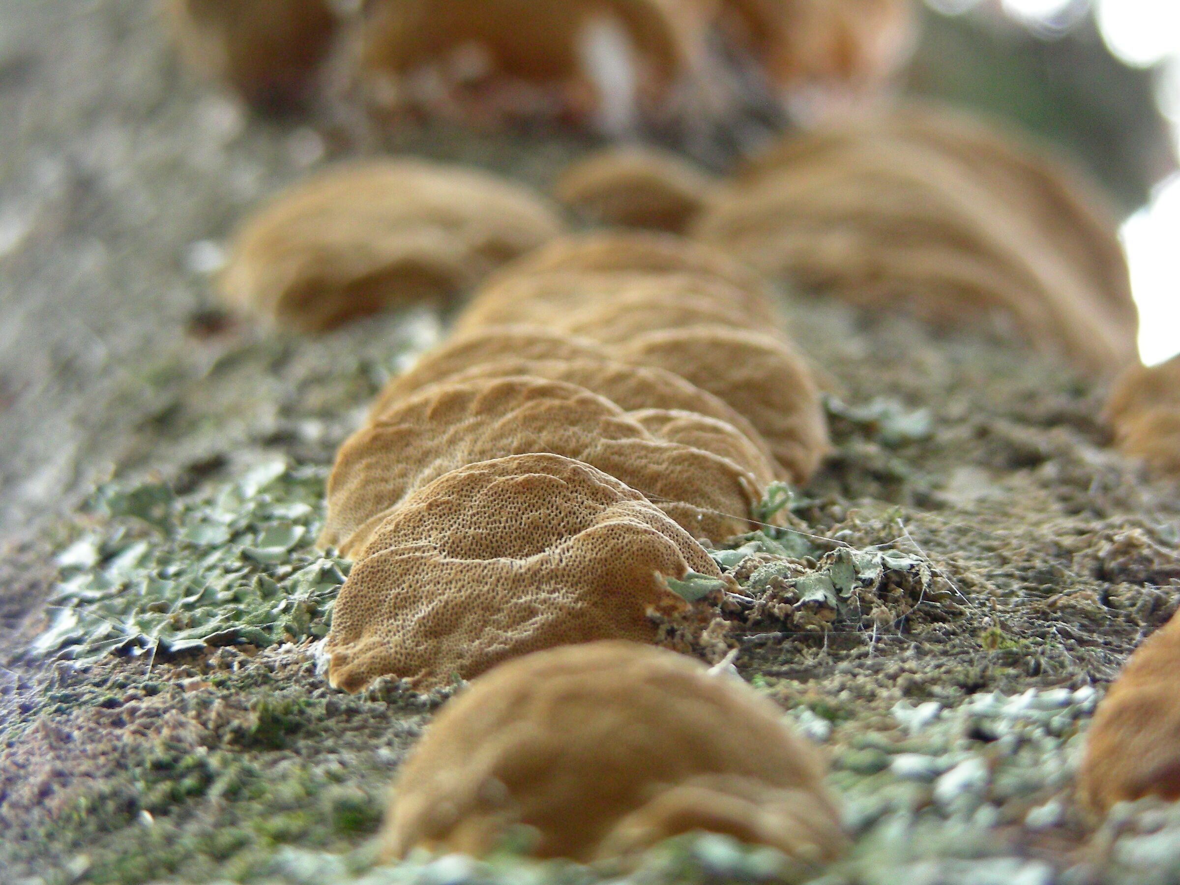 Mushrooms on bark