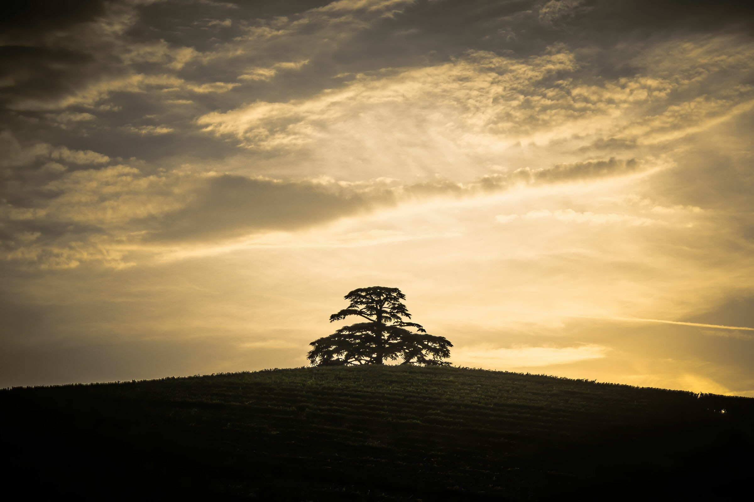 Golden sunset over cedar