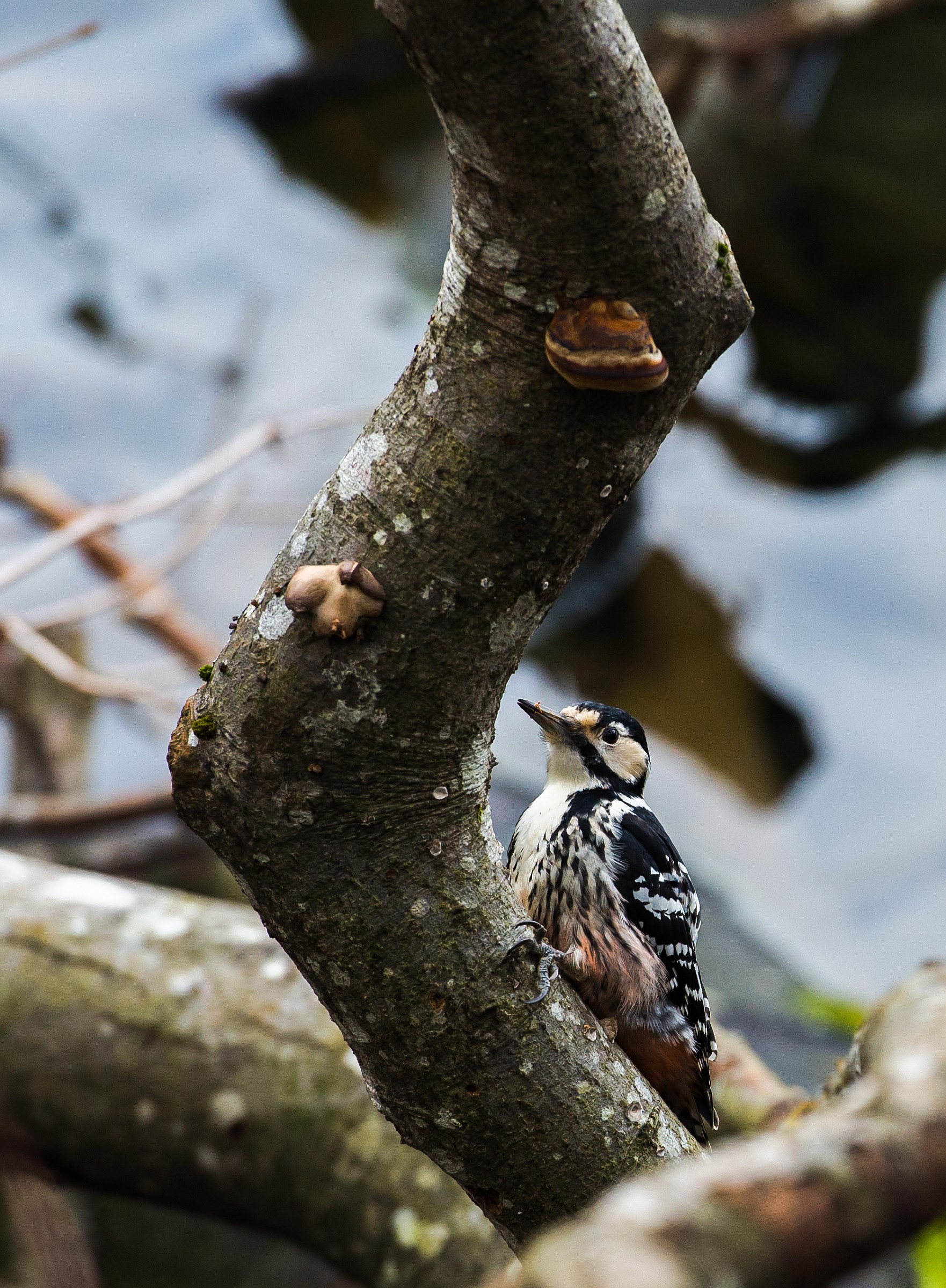 Woodpecker