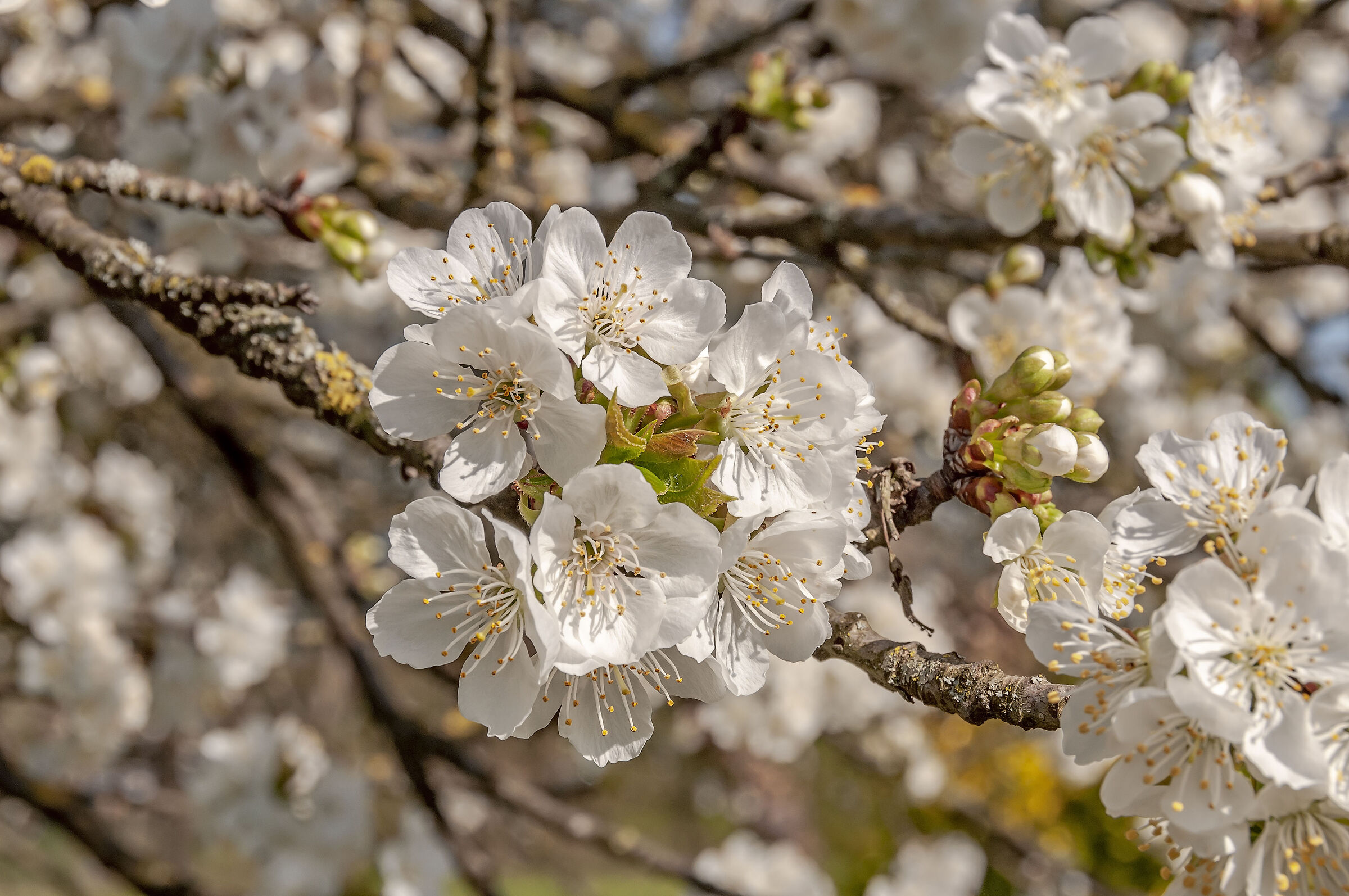 fiori di ciliegio