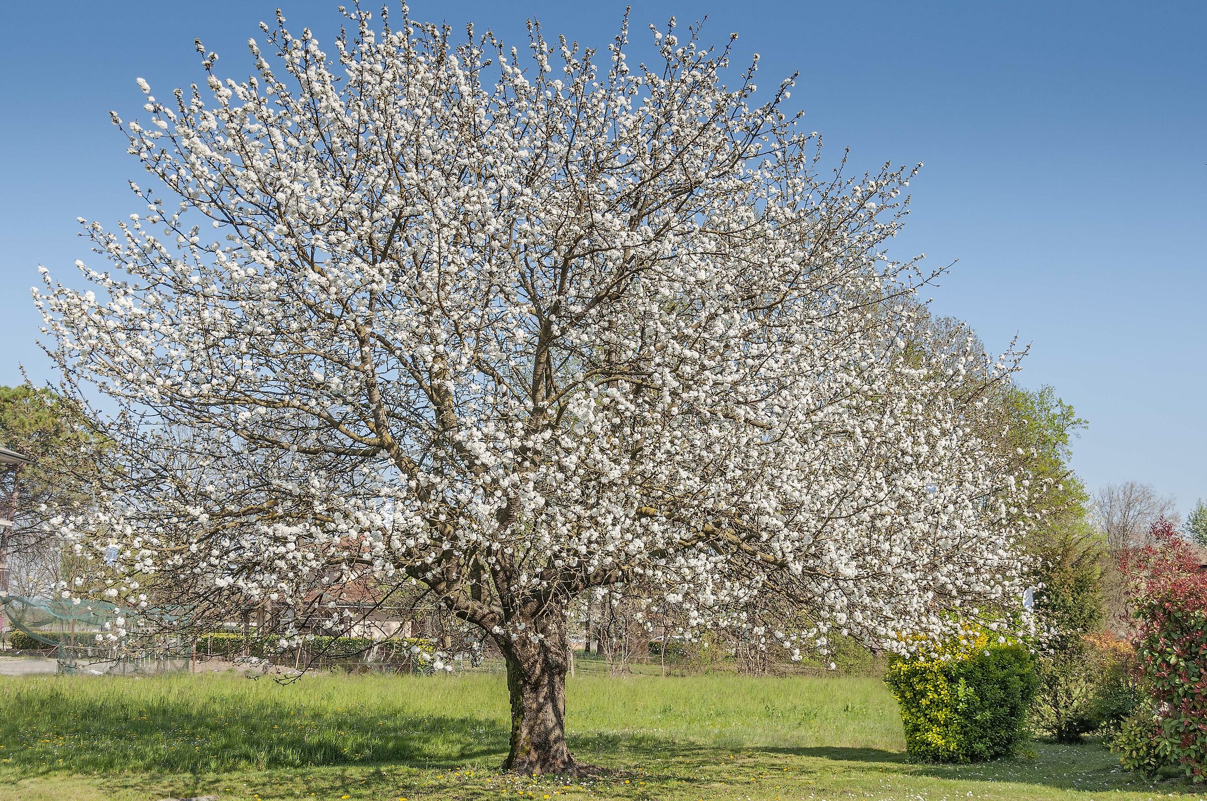 ciliegio in fiore