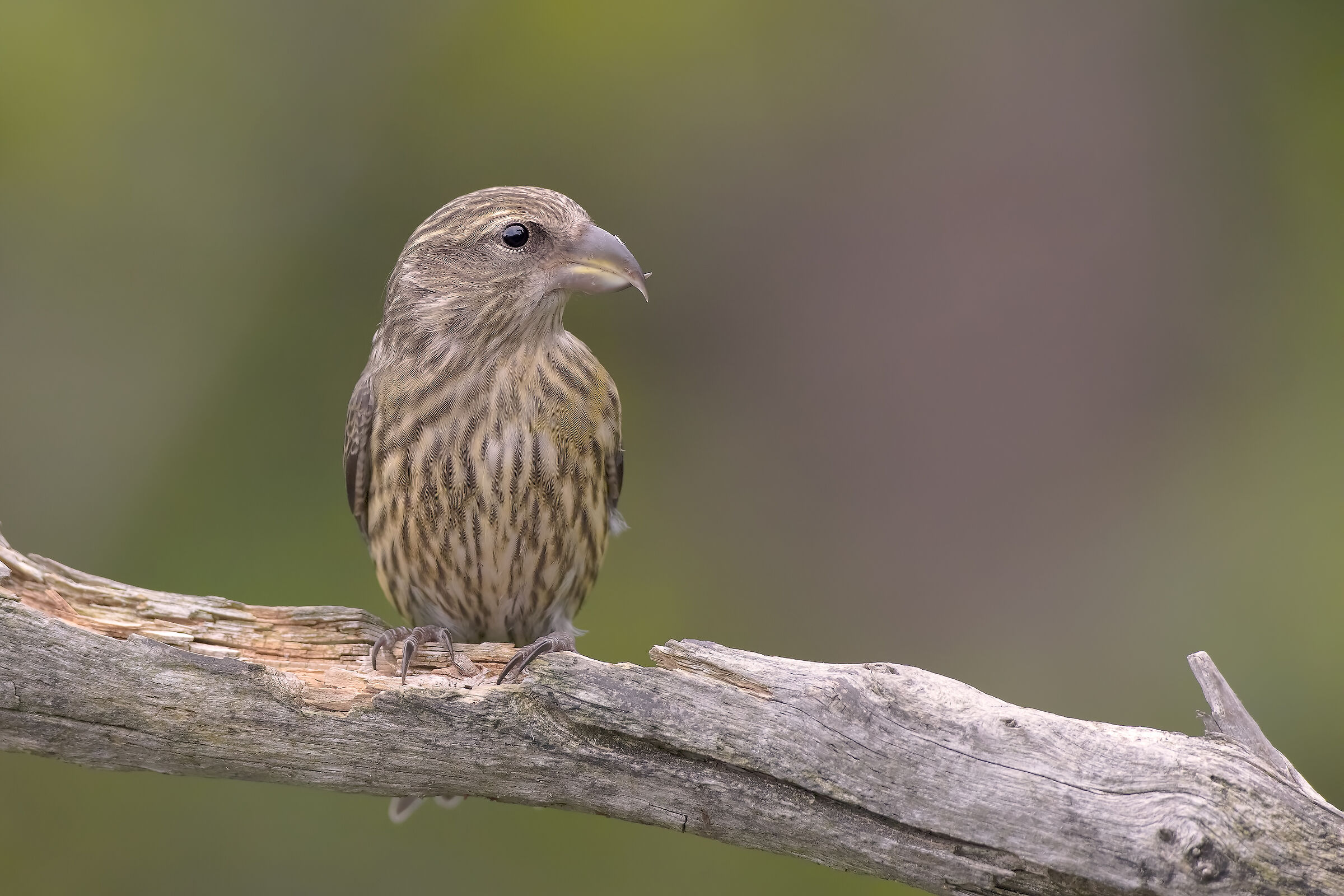 Crociere (Loxia curvirostra) - Estate 2018
