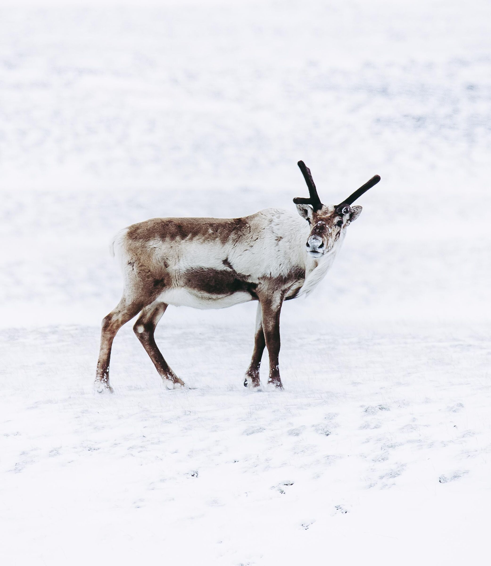 Chi mi ha fotografato?!