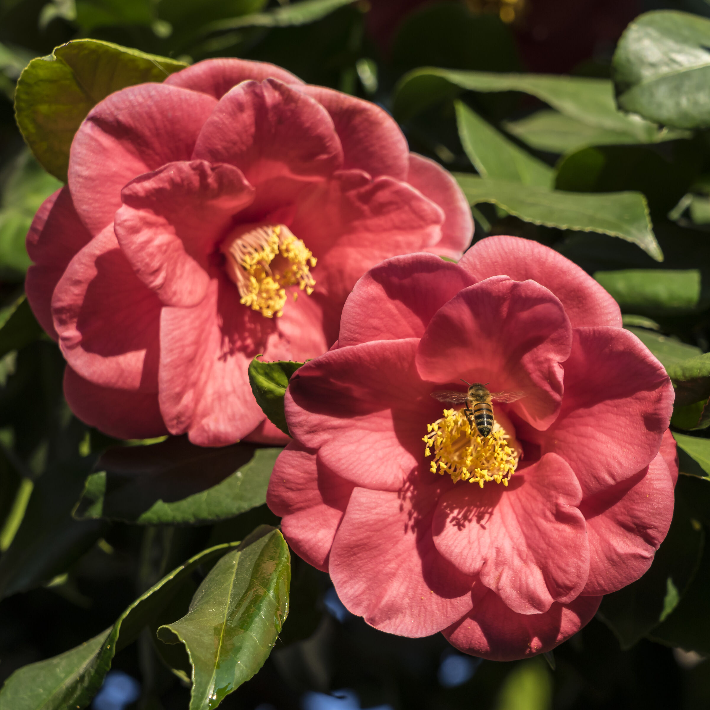 Camelie Sasanqua - 4