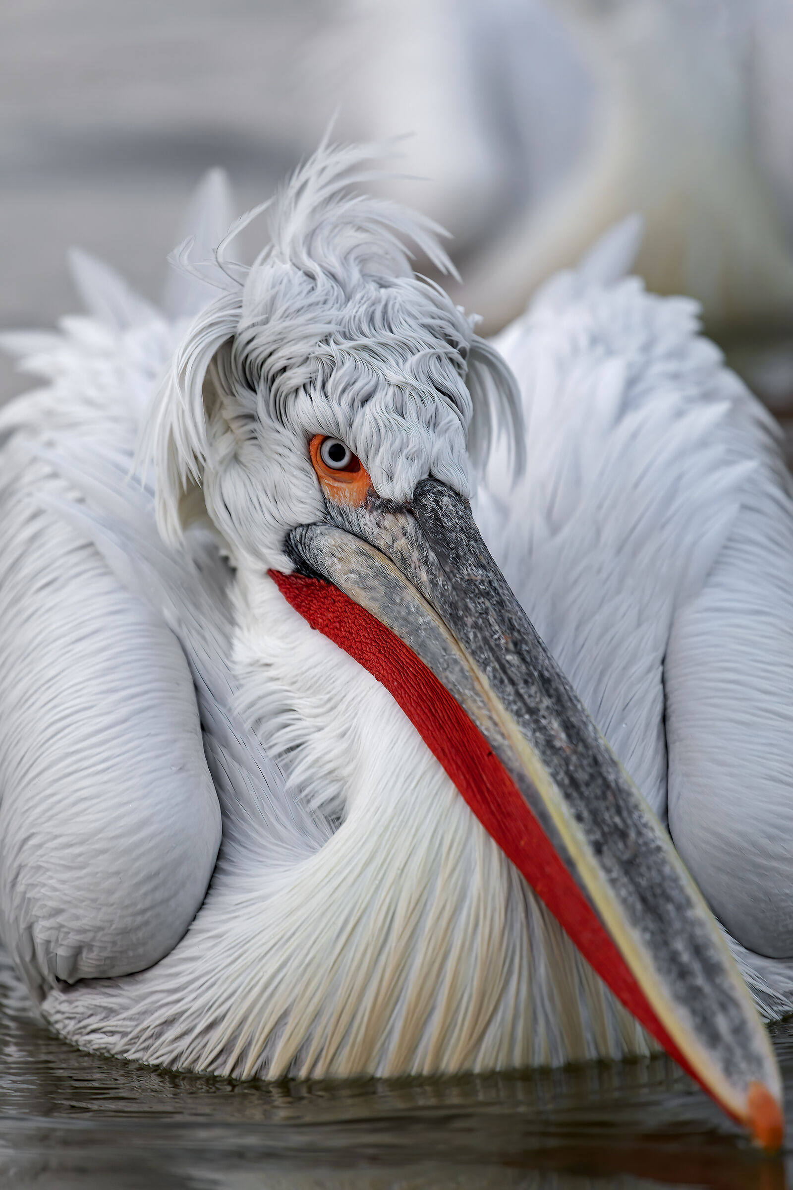 The look of the Dalmatican pelican