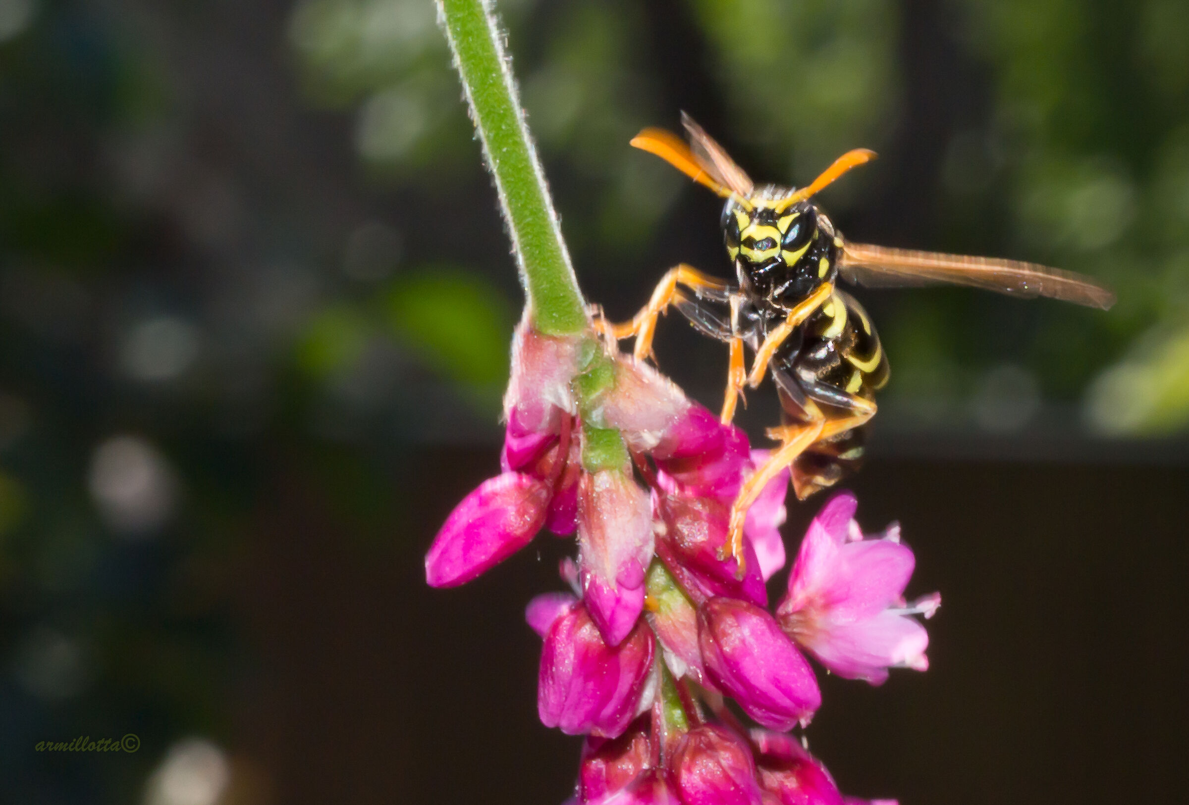 It's my flower, what do you want.