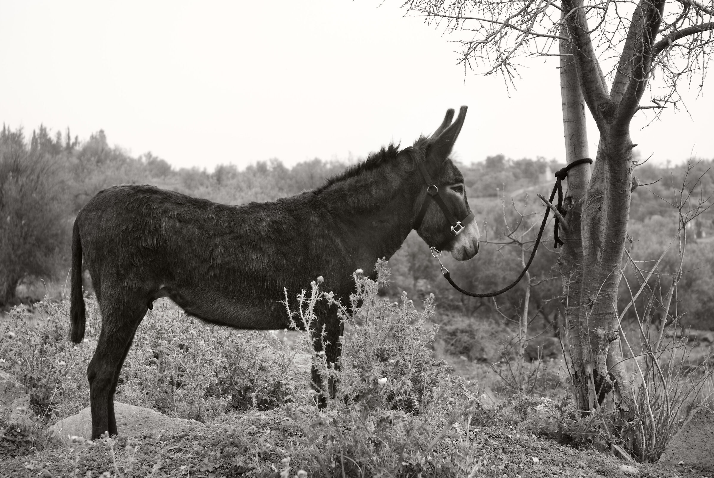 Un asinello tutto Fare..