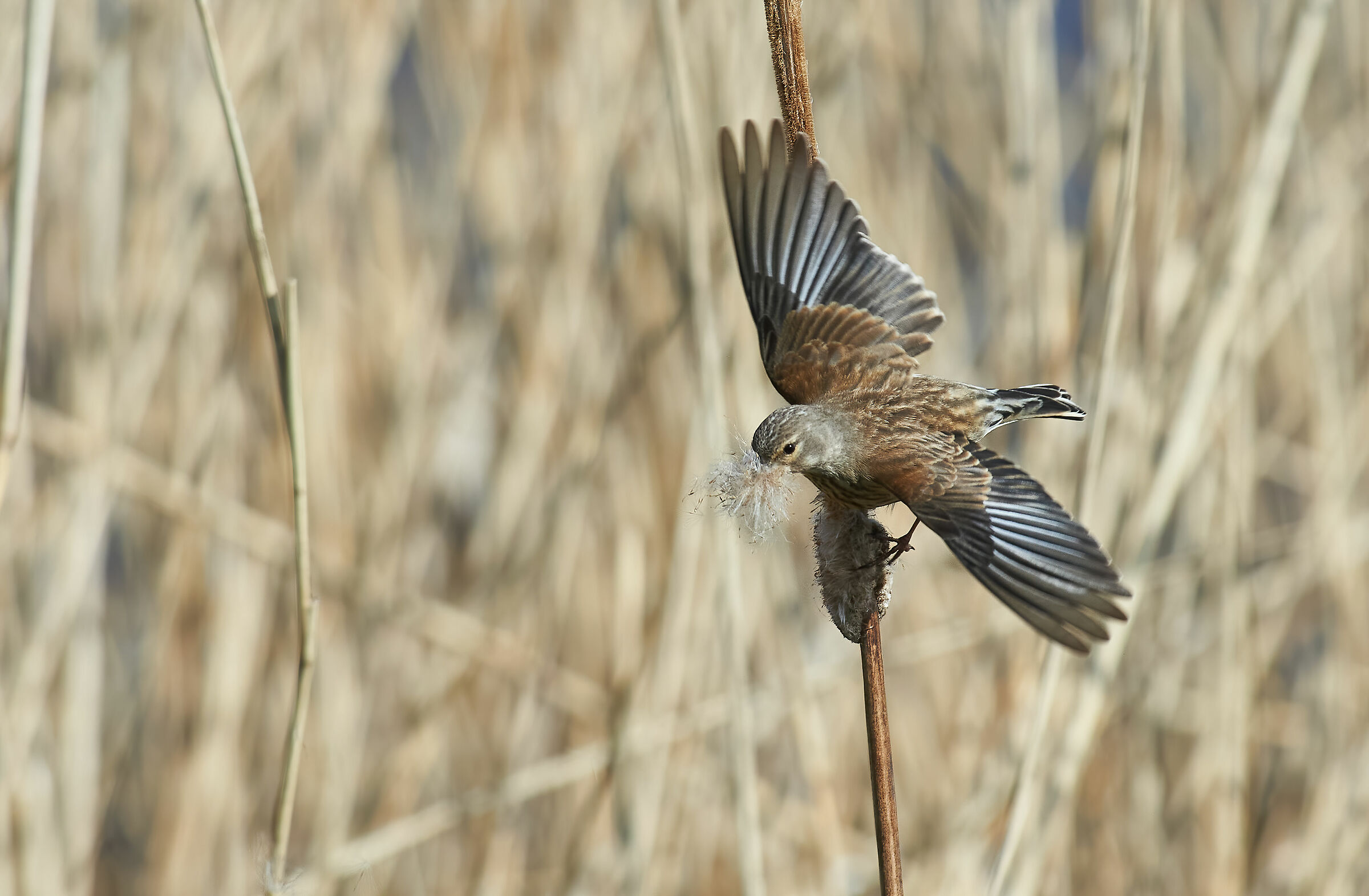 Common Linnet with nesting material