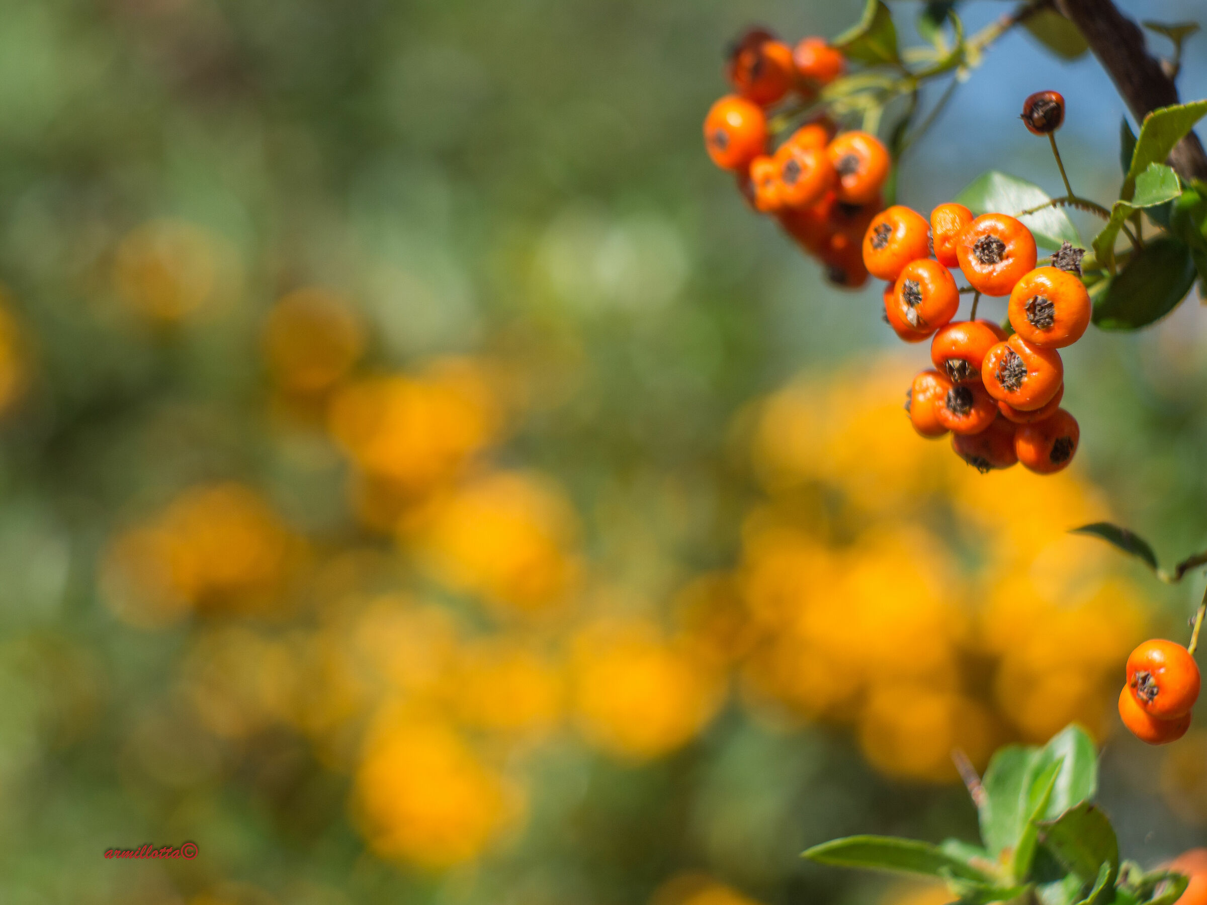 Pyracantha..