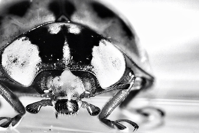 ladybug