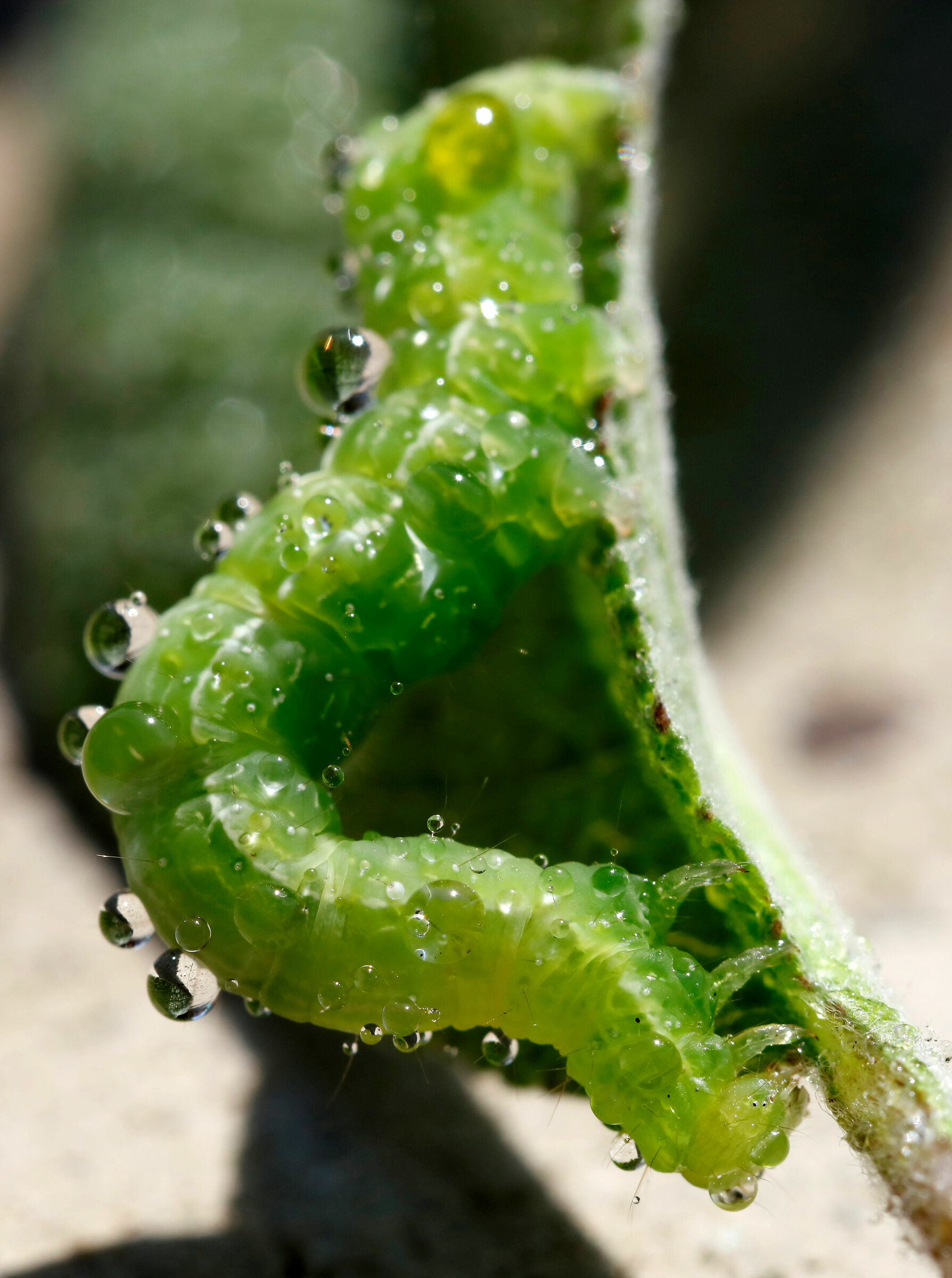 Il mostro della Salvia