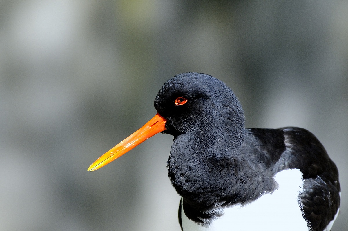 oystercatcher