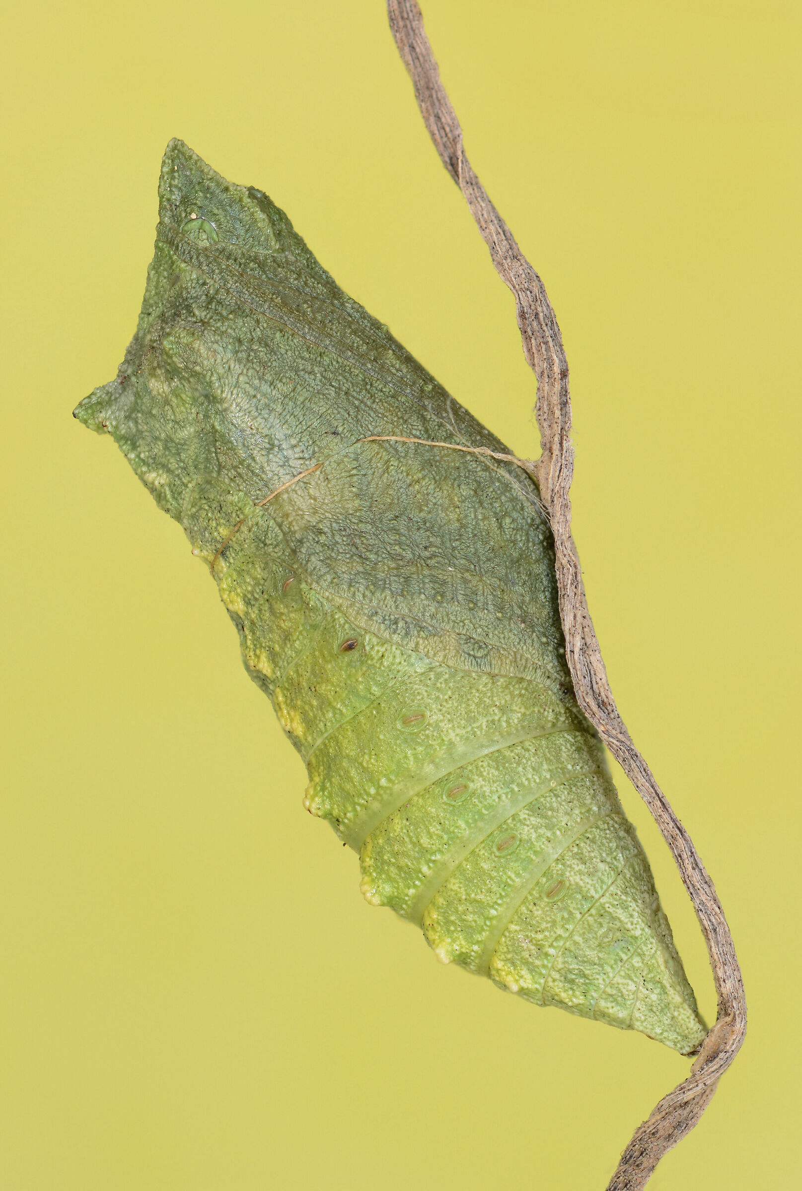 Crisalide di Papilio Machaon - 17 immagini