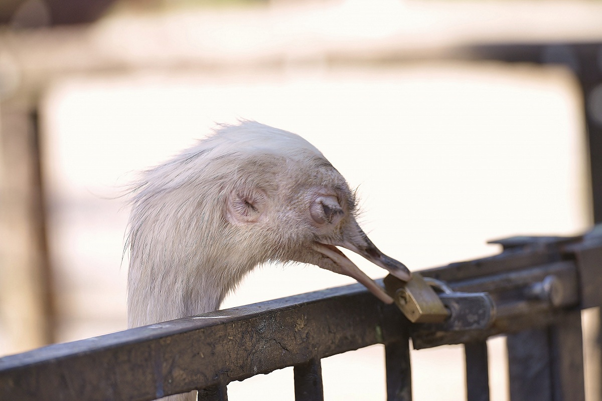 struzzo in cerca di libertà