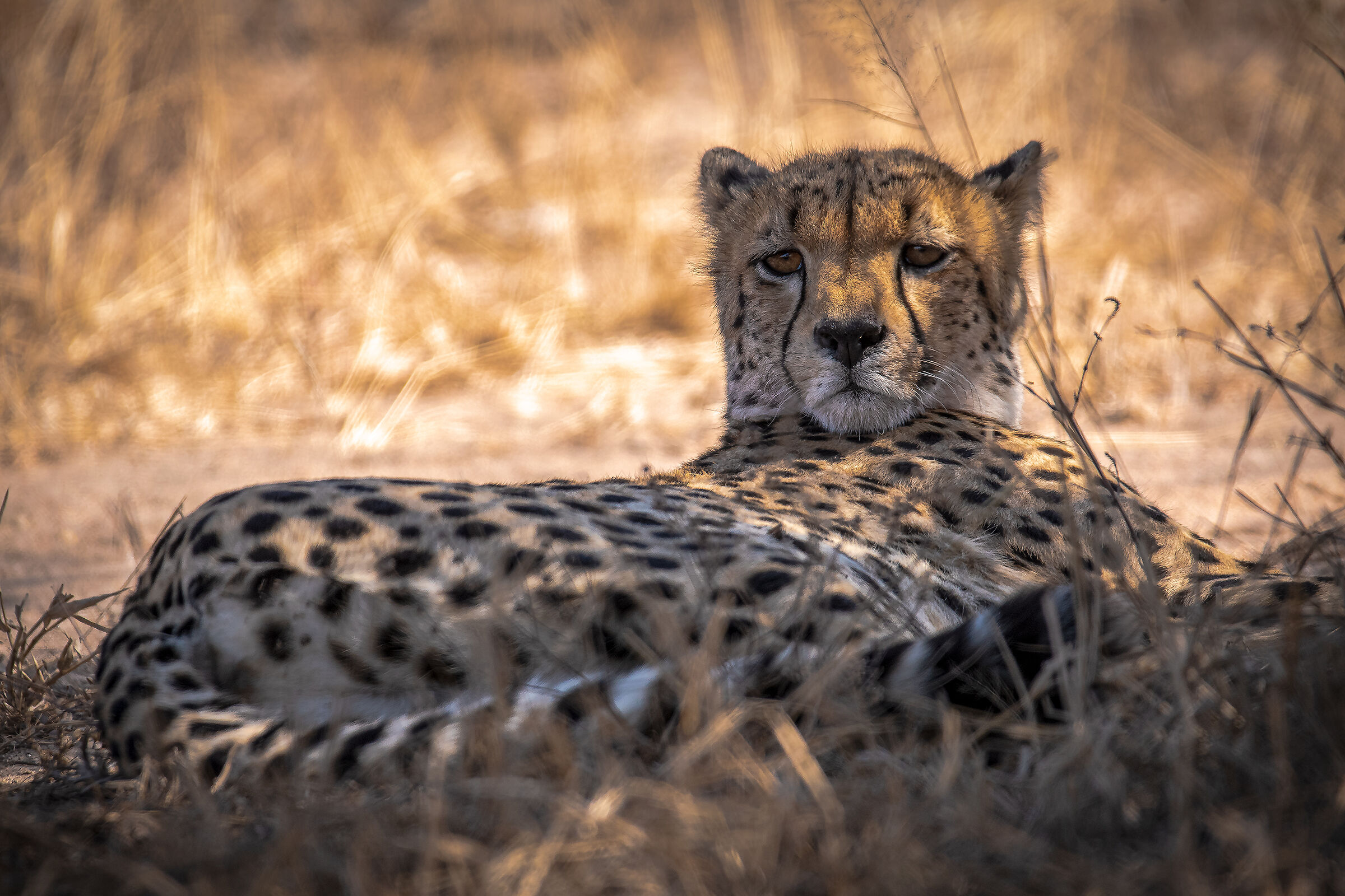 Cheetah