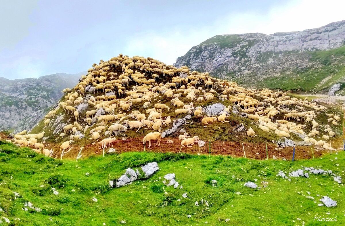 Una montagna di pecore