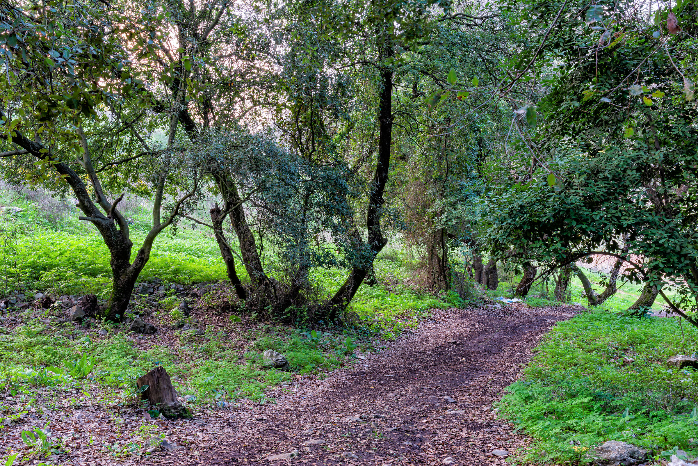 Shortcut Thru The Forest