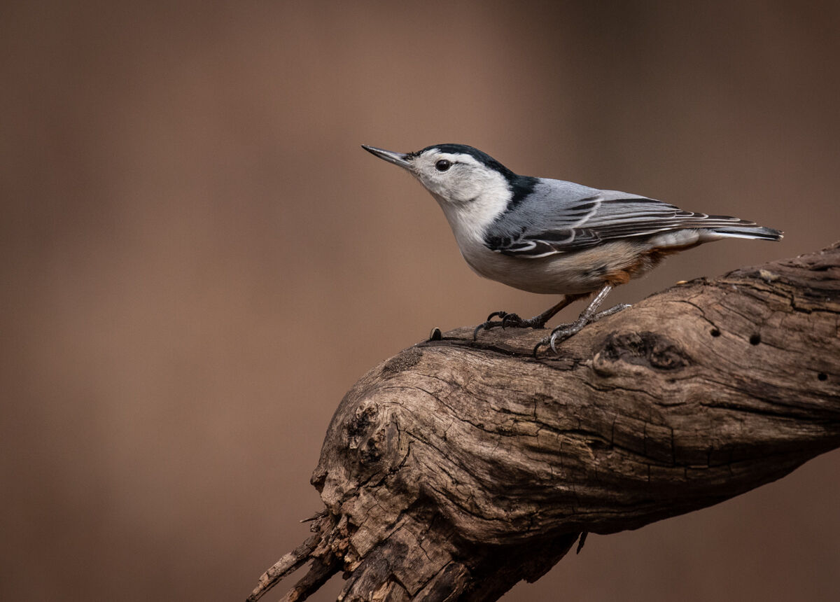 White Breated Nuthatch.