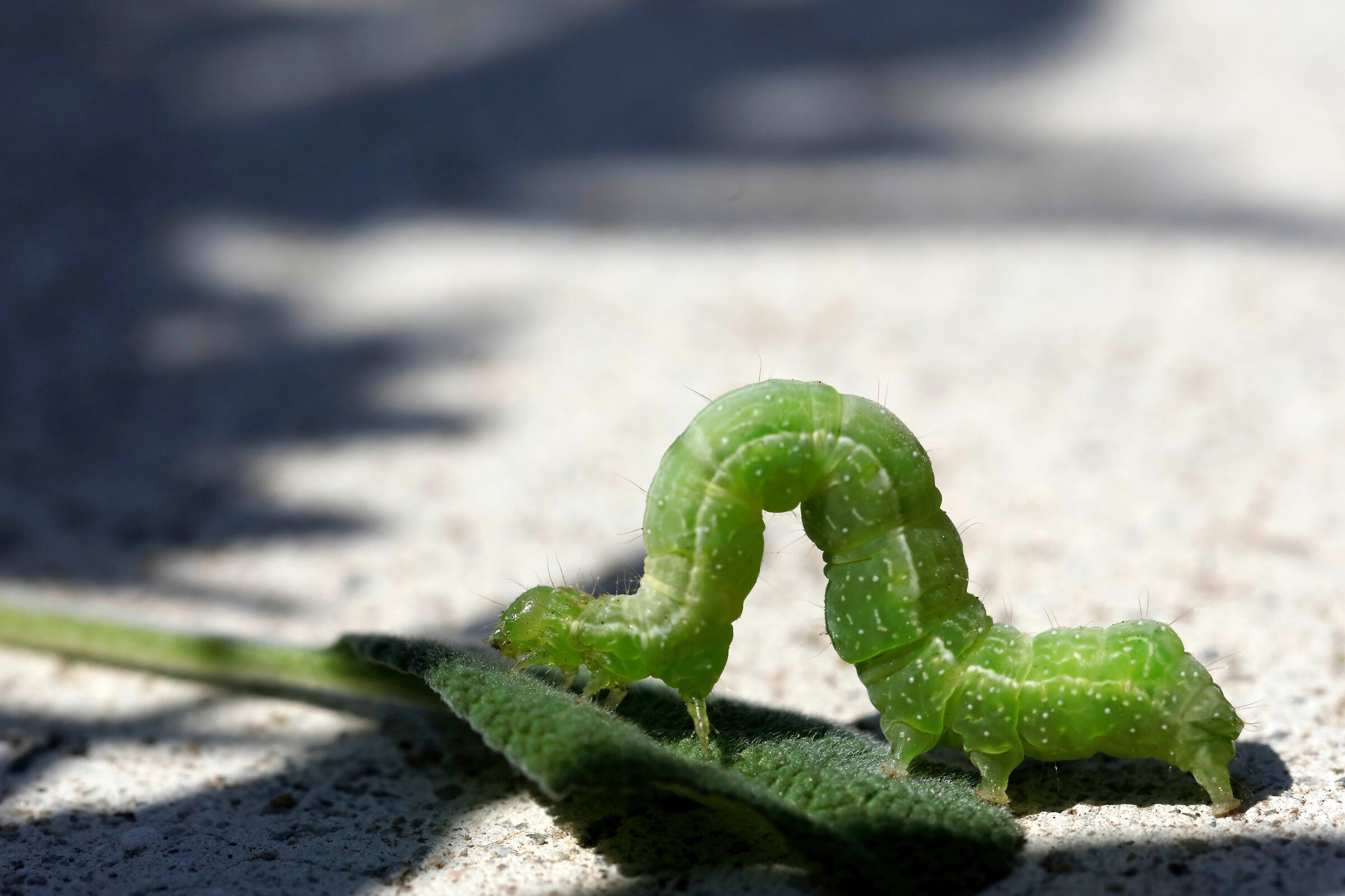 Il mostro della Salvia