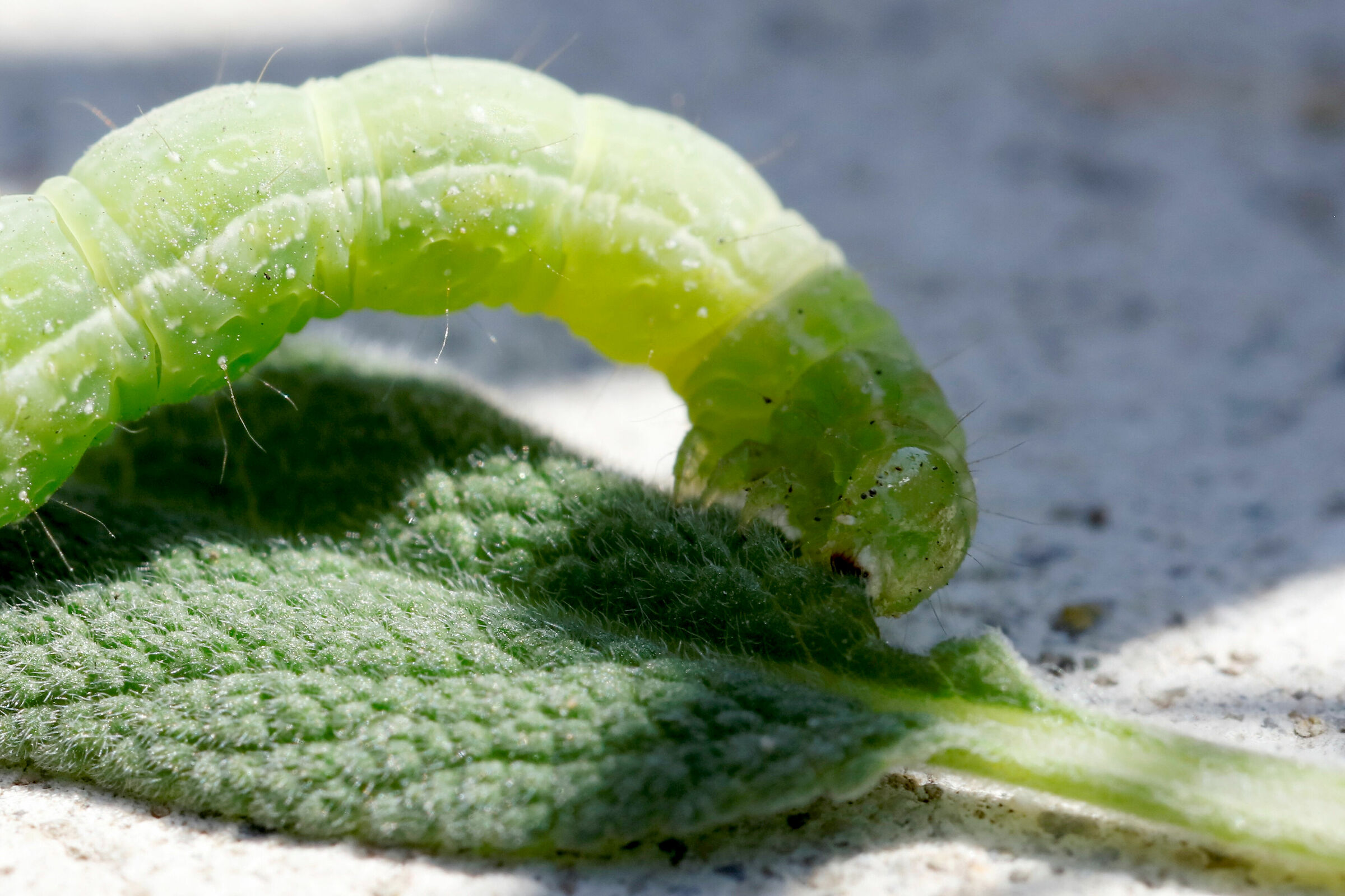 Il mostro della Salvia