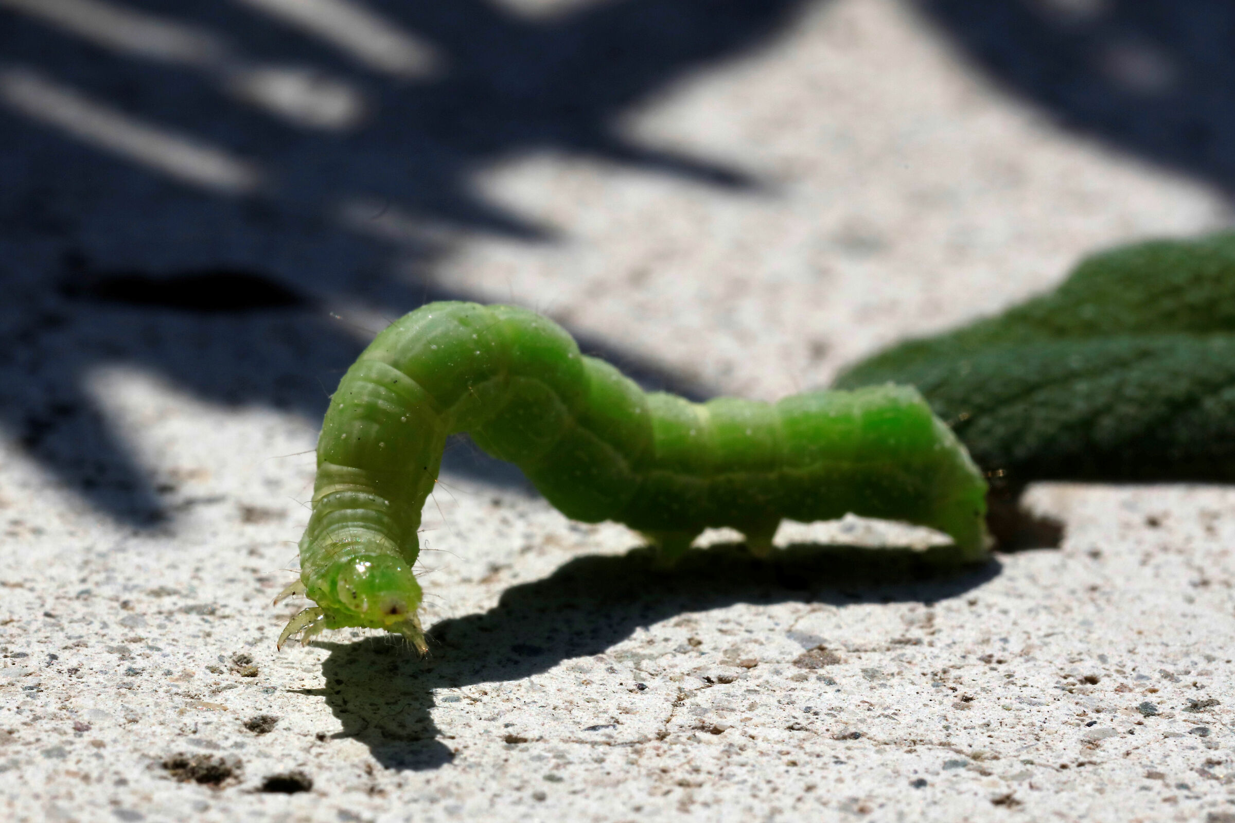 Il mostro della Salvia