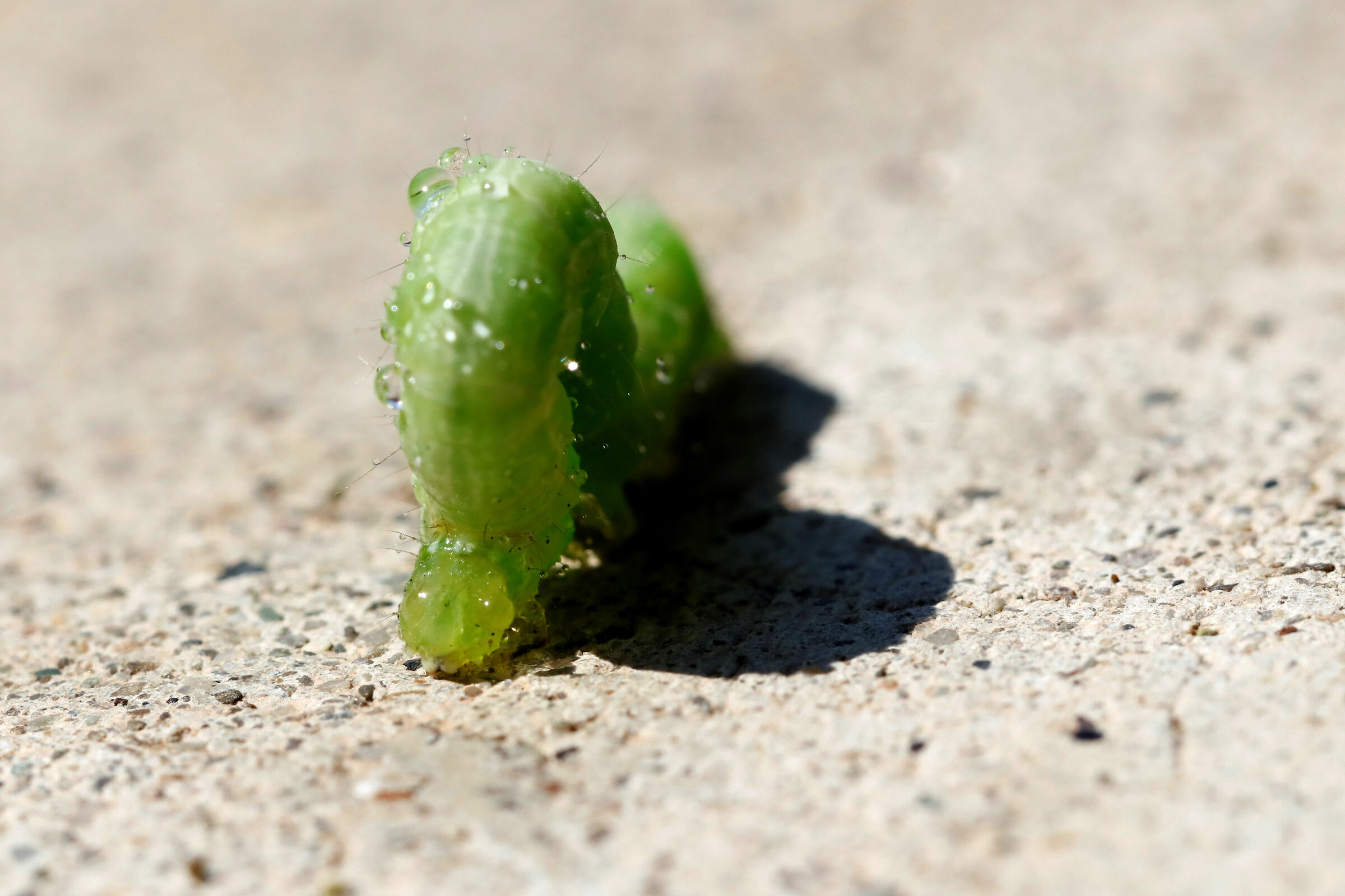 Il mostro della Salvia